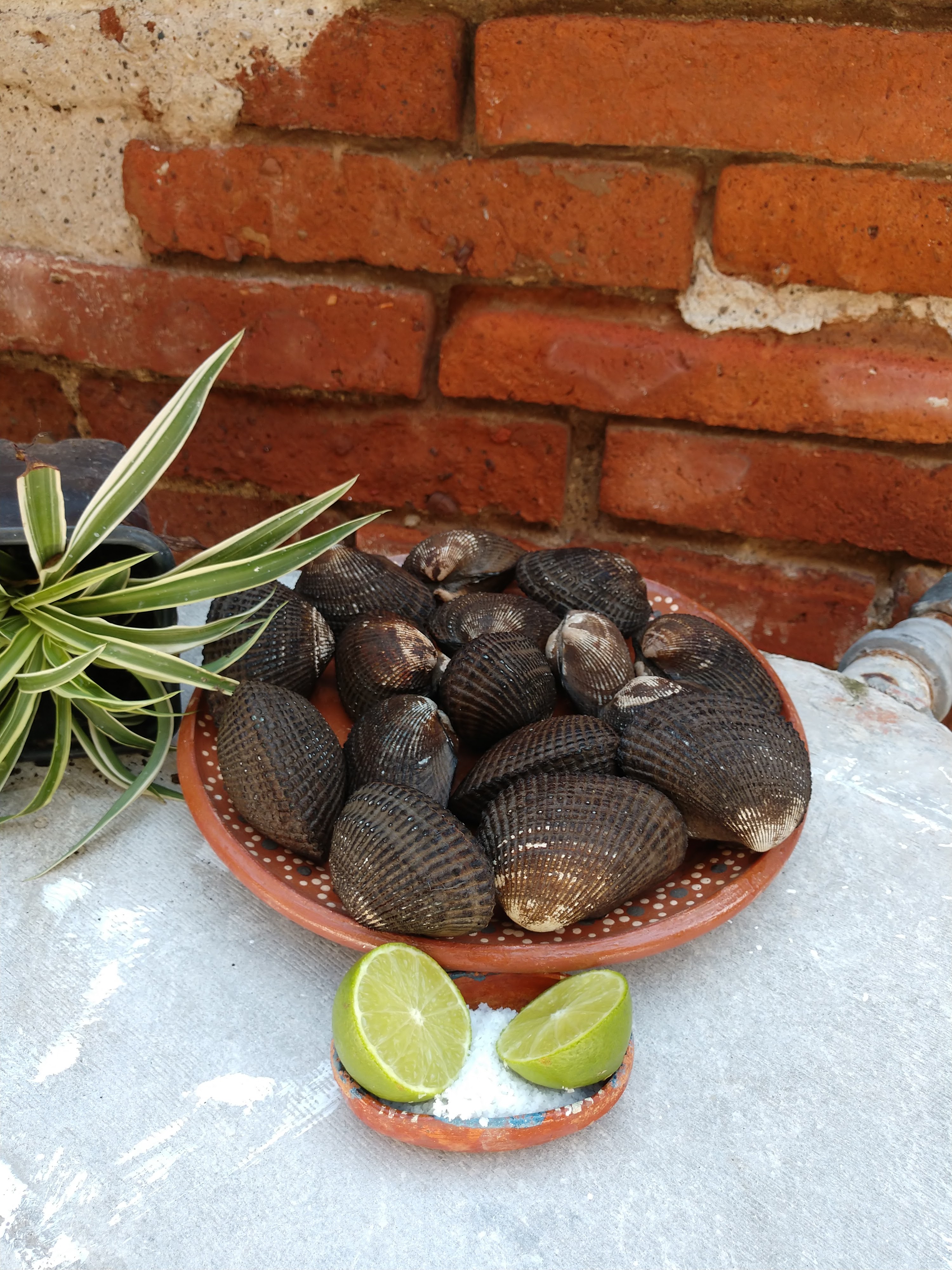 Pavido Navido image 4