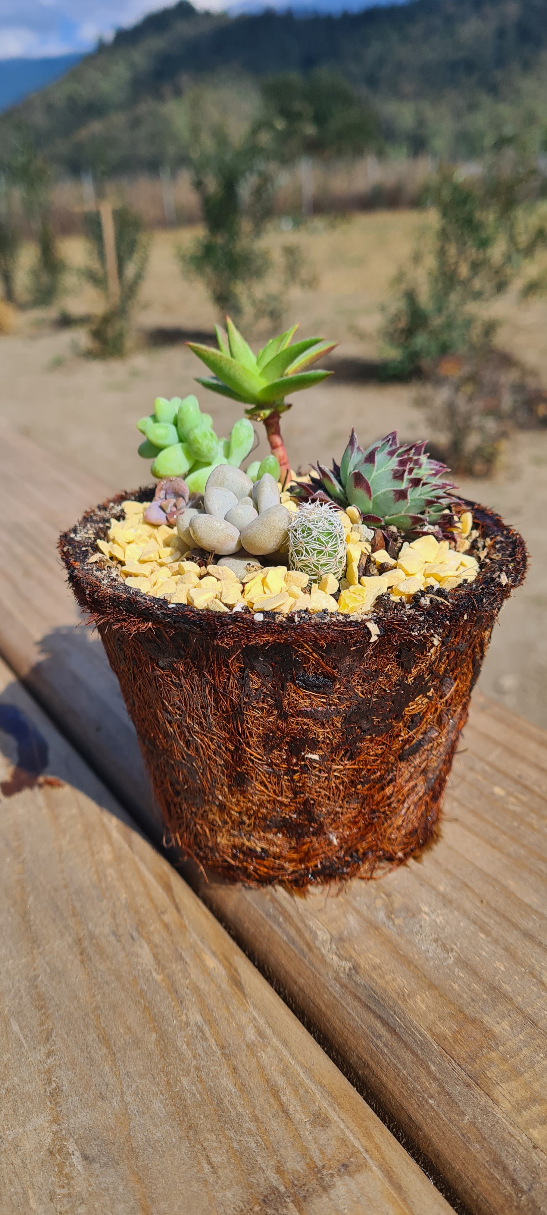 El Grande Vivero Cafe image 8