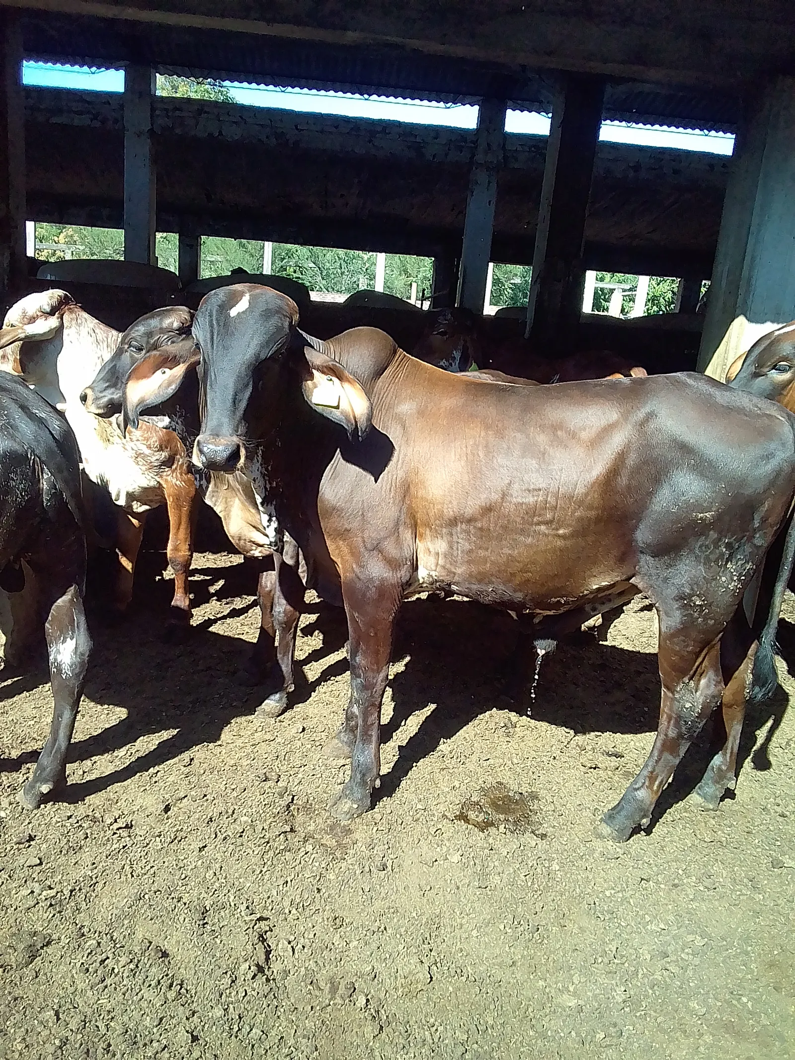 Birrieria Chucho image 2