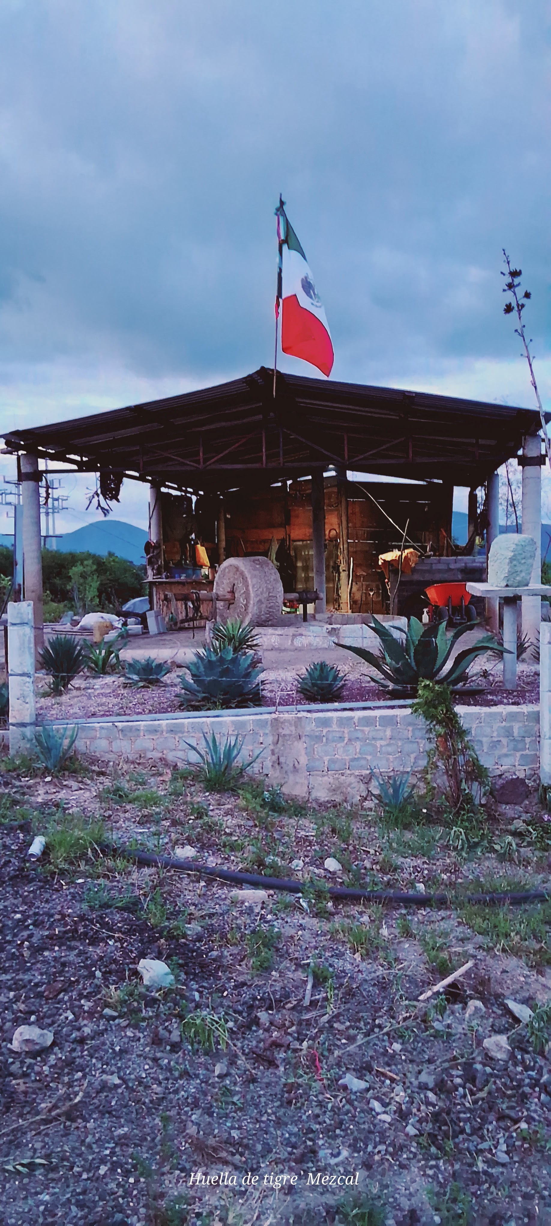 Huella de tigre mezcal image 5