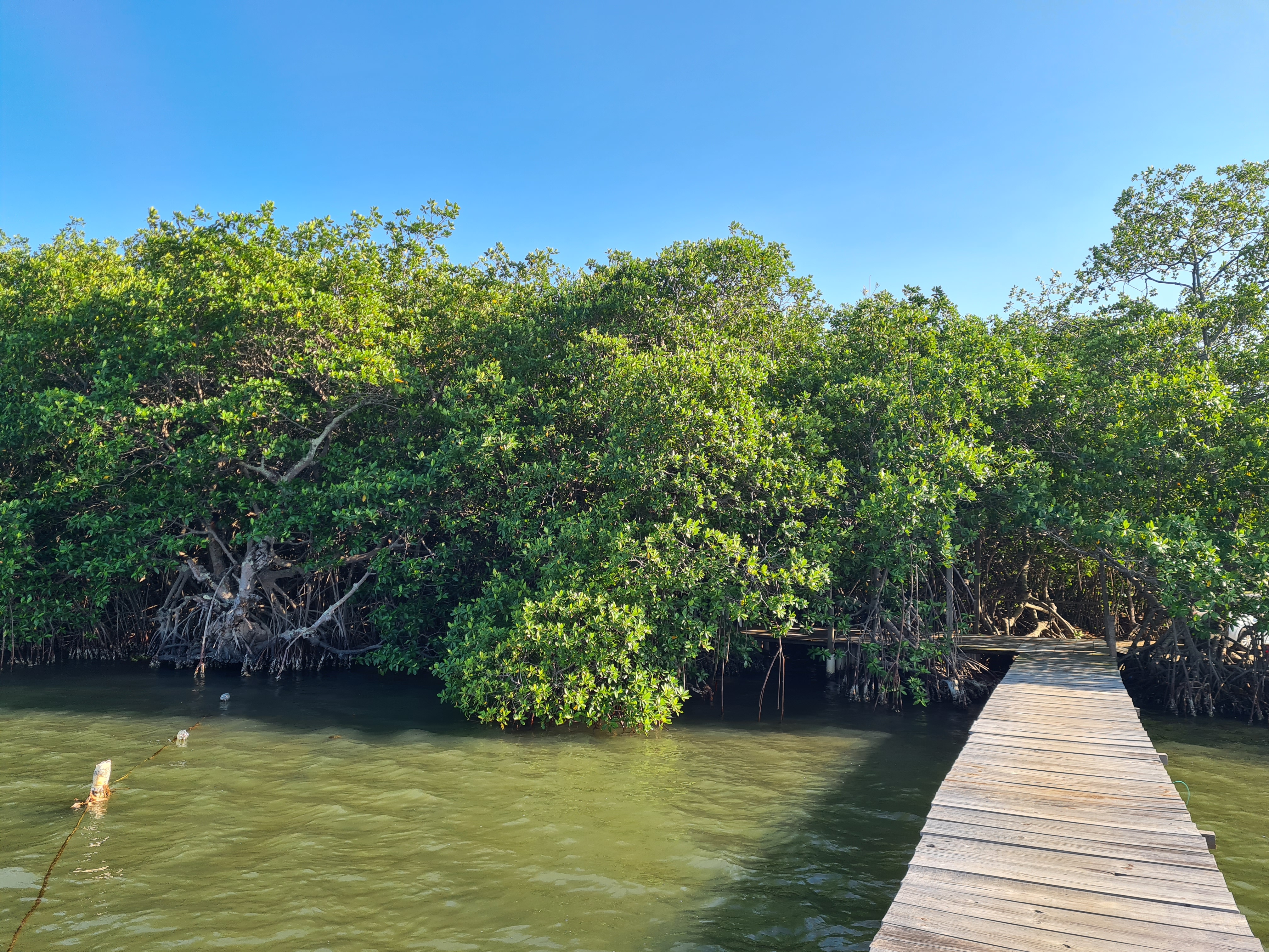 Palapa Dubai image 5