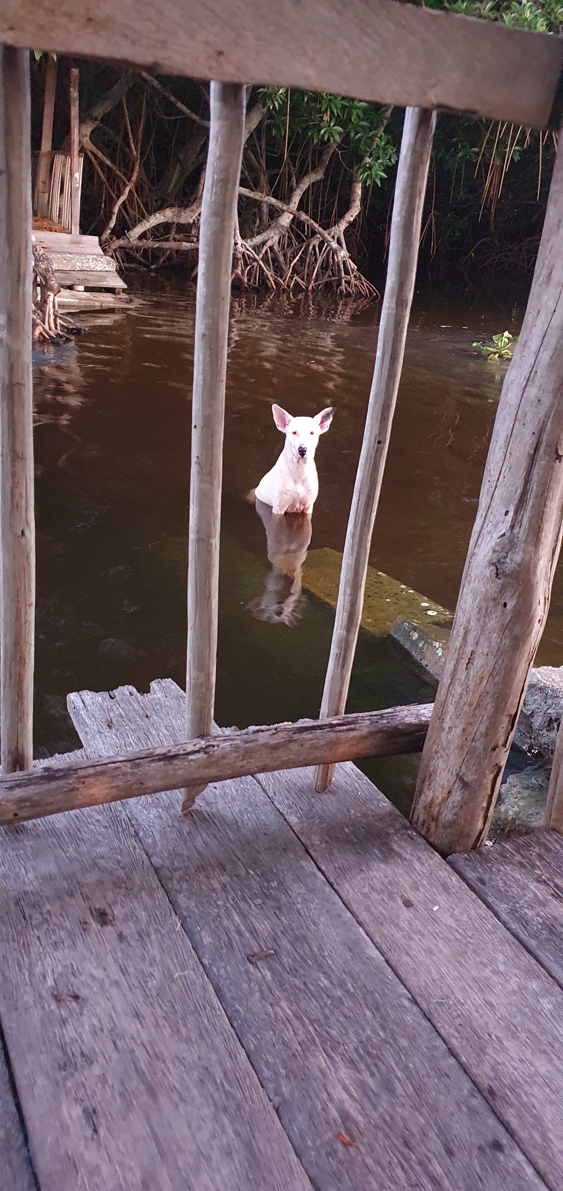 Palapa Dubai image 10