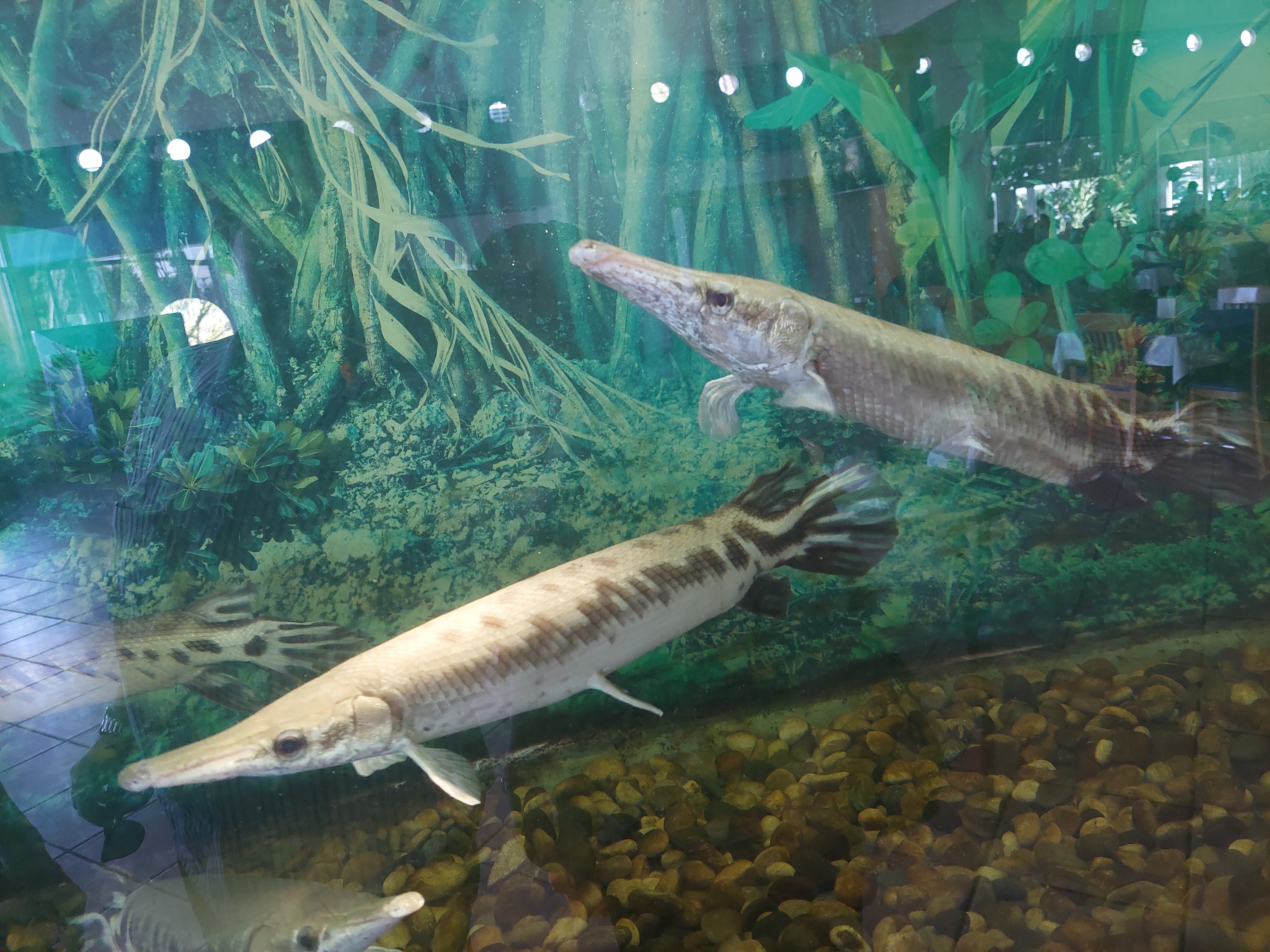 Mariscos La Lupita - Parrilla image 3