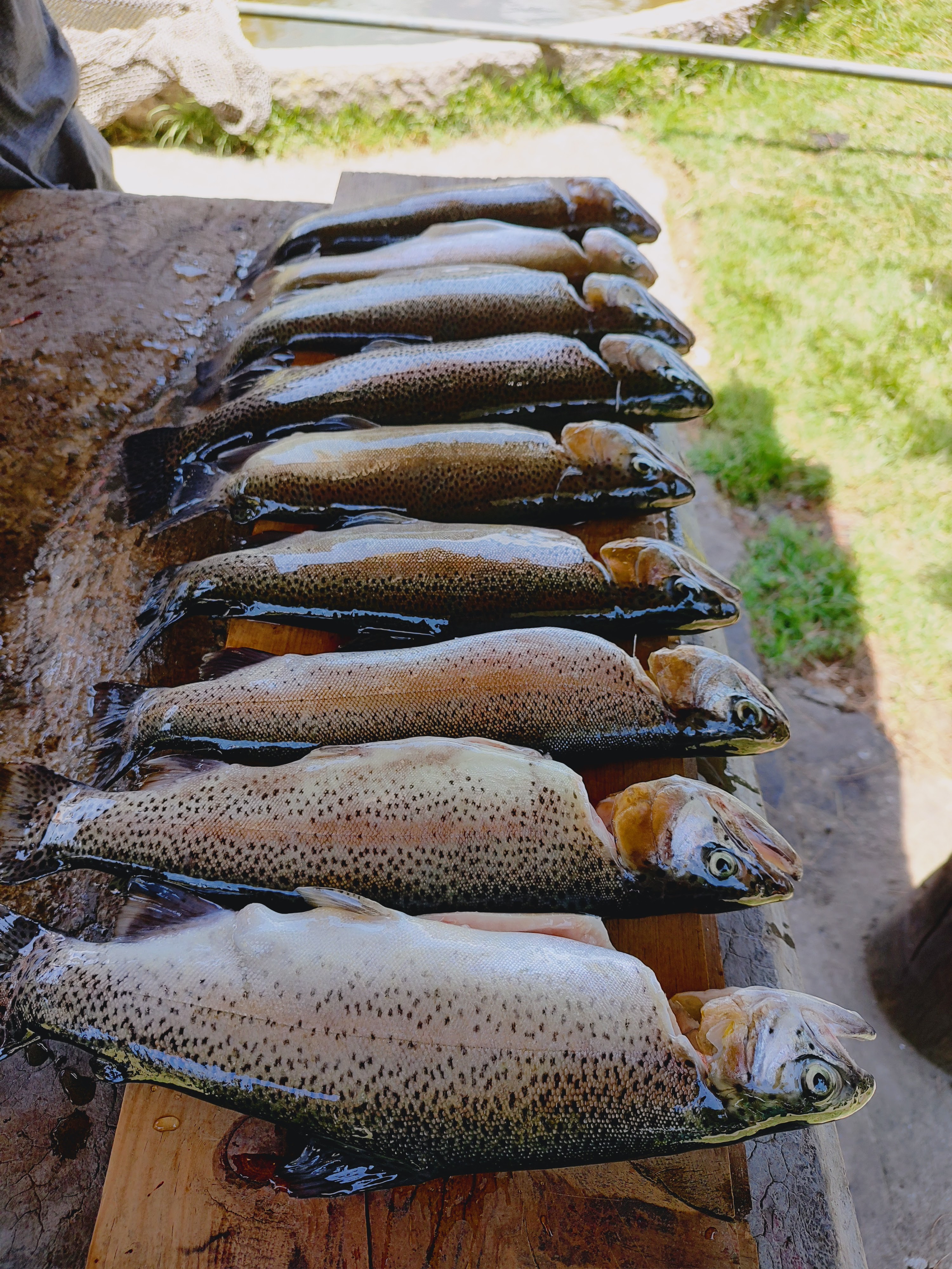 Pesca Deportiva Tepehuisco image 1