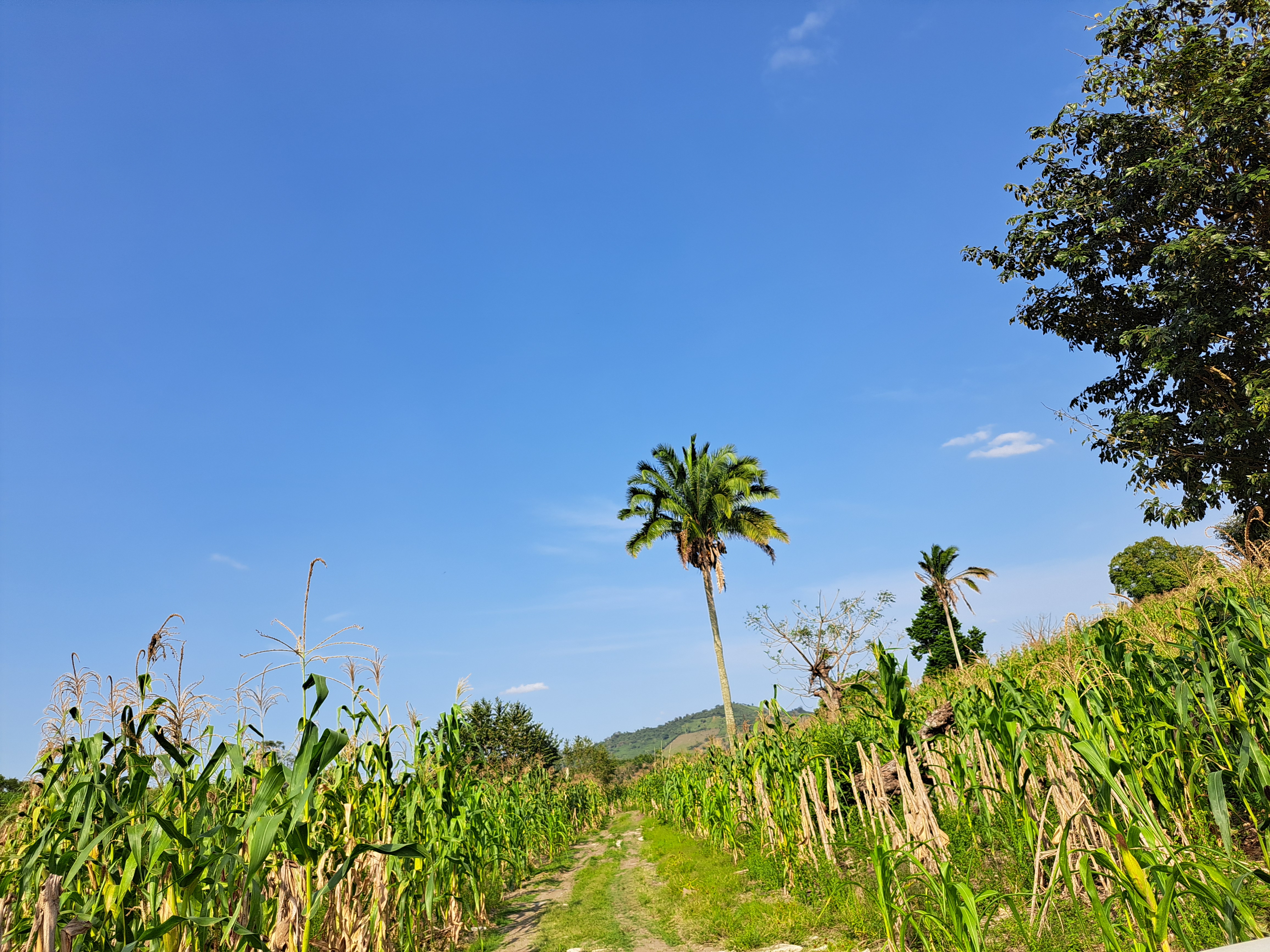 Pollos Ximbo y Barbacoa de Borrego "Mañutzi" image 2