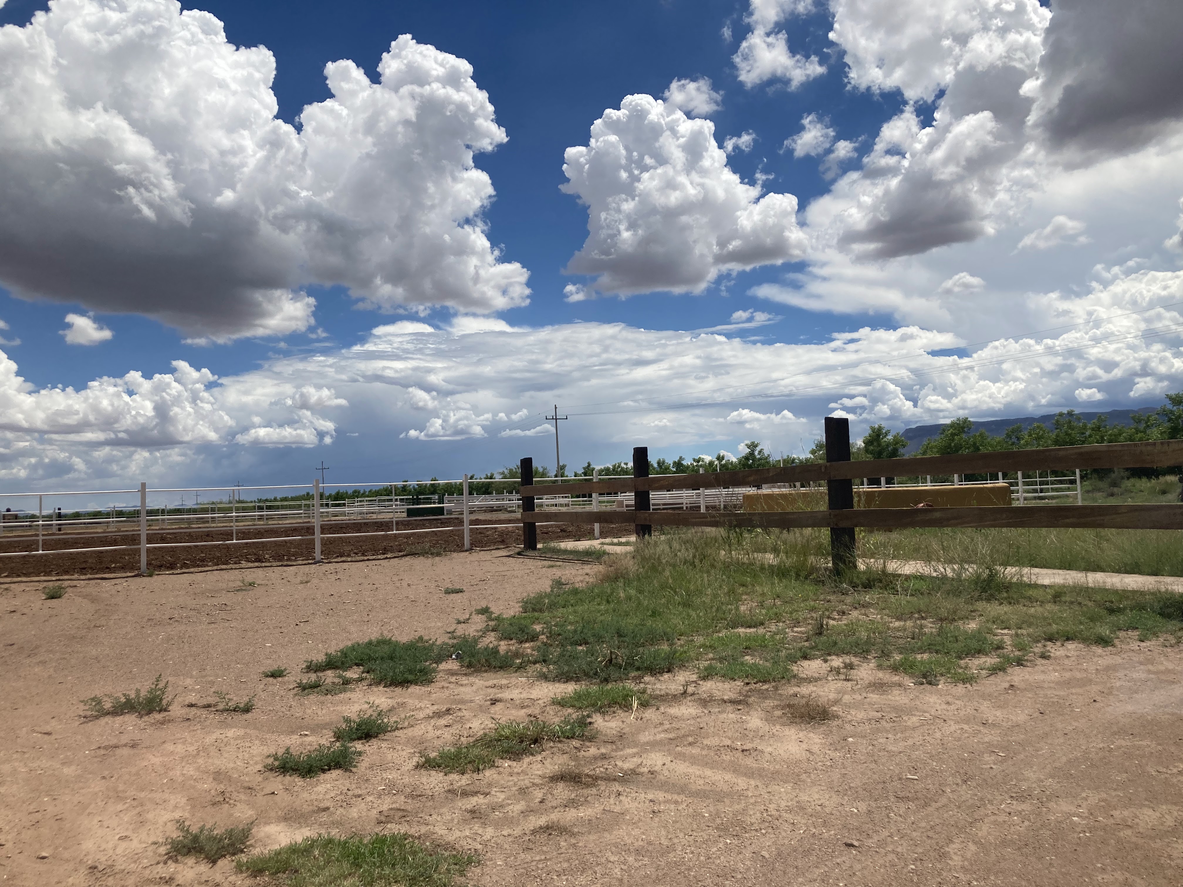 Los 500 Novillos image 7