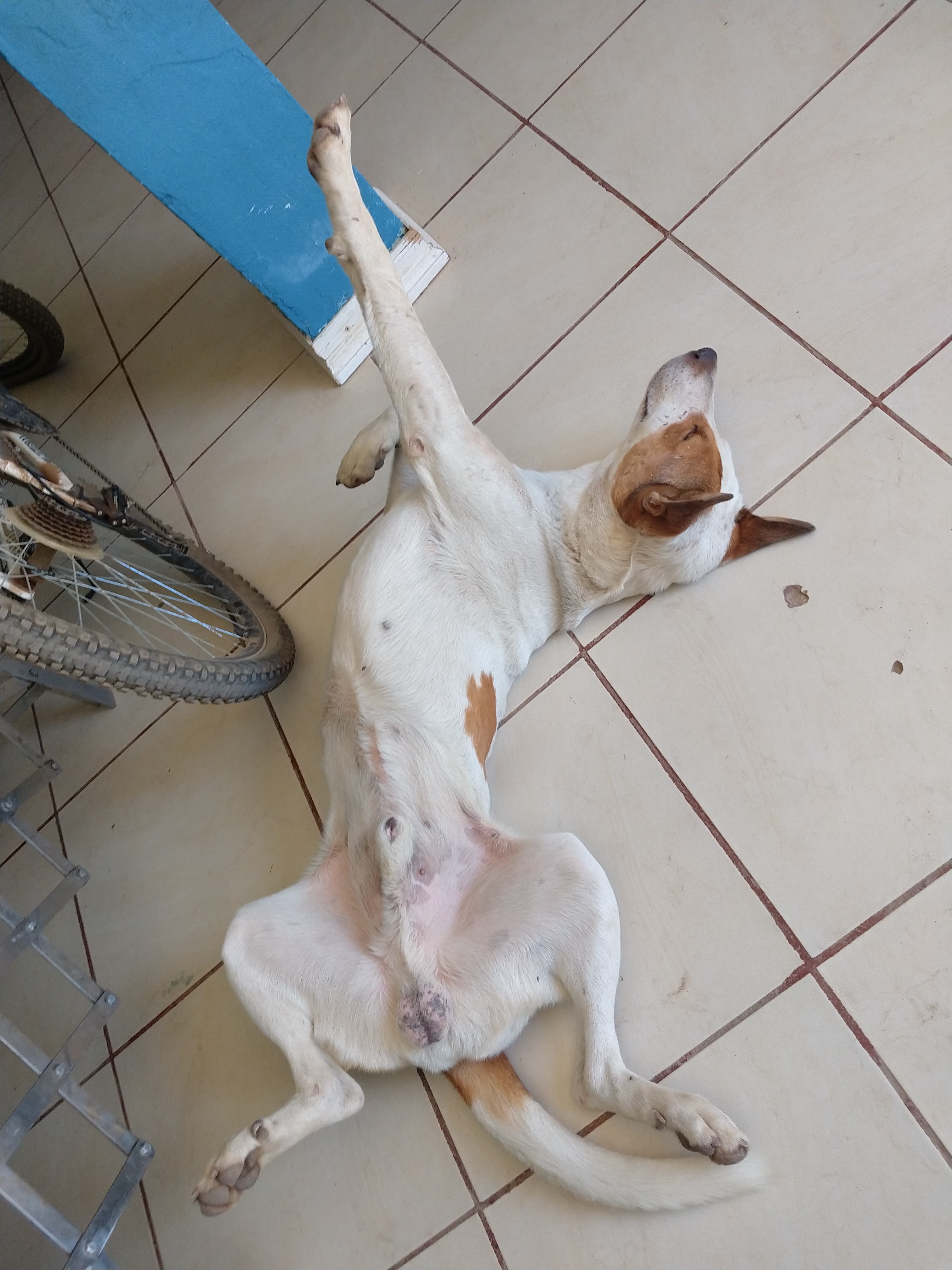 Cafeteria Mela image 7