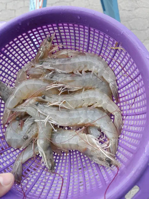 Pescaderia "El caporal" image 4