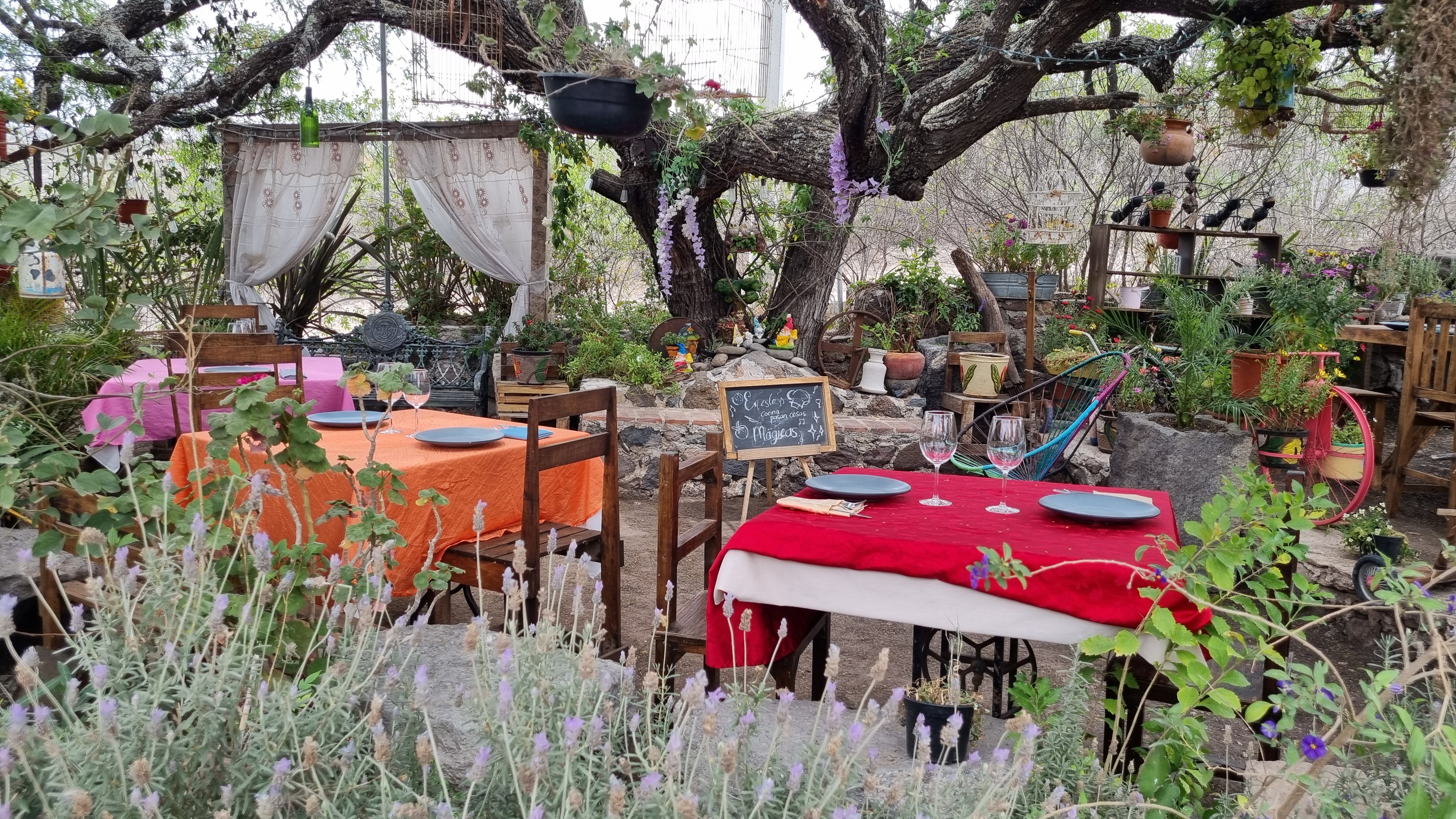 Don Tomatino image 6