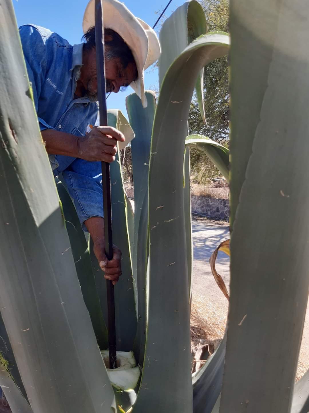 Pulque Don Chencho image 3