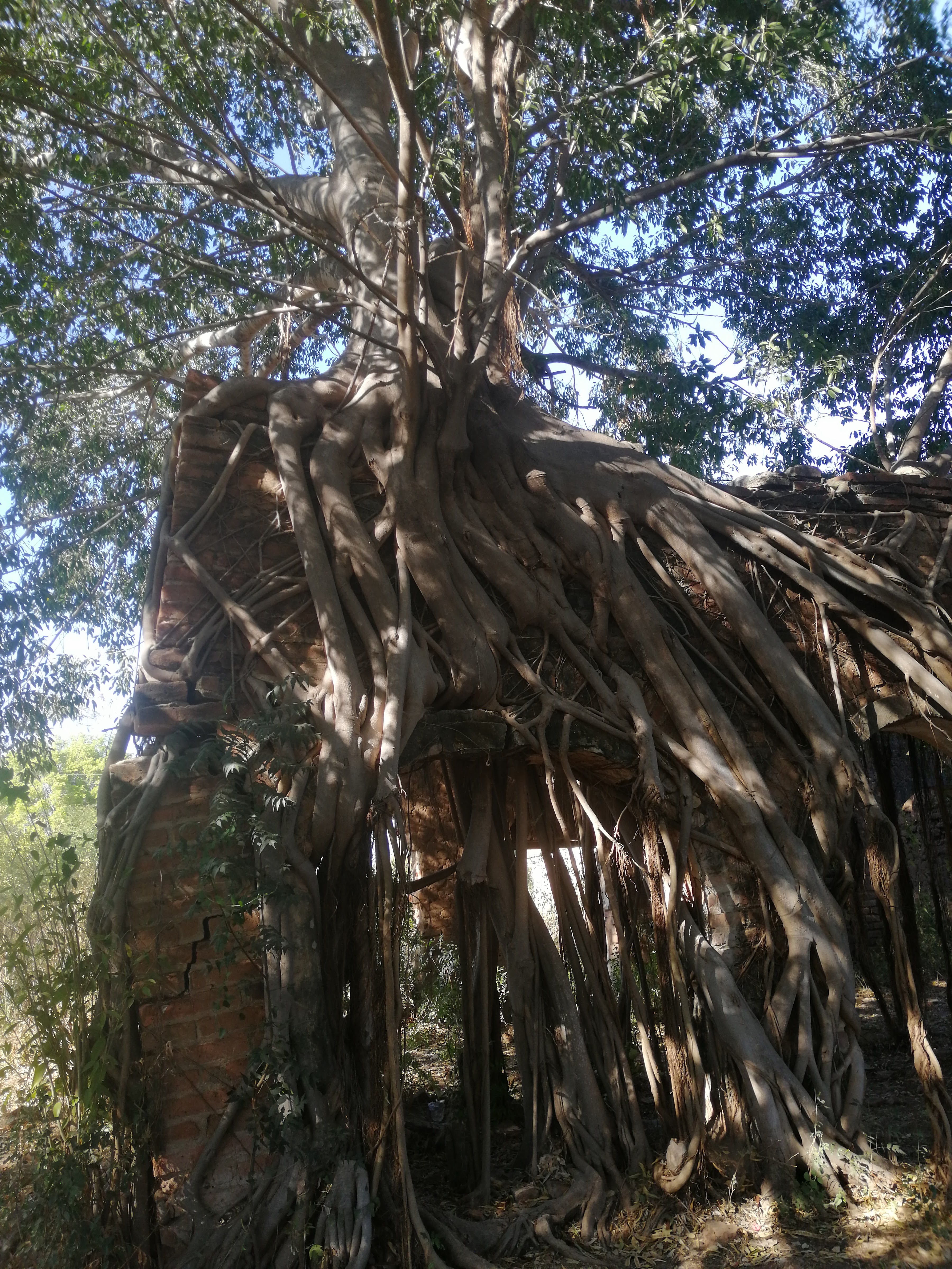 PALAPA DEL COMPA MAICK image 1