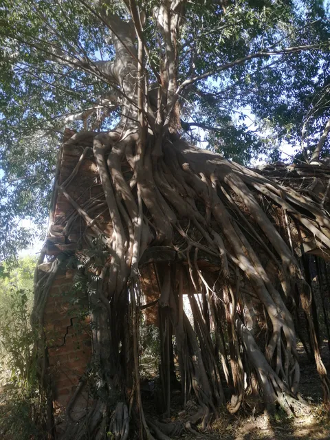 PALAPA DEL COMPA MAICK image 1