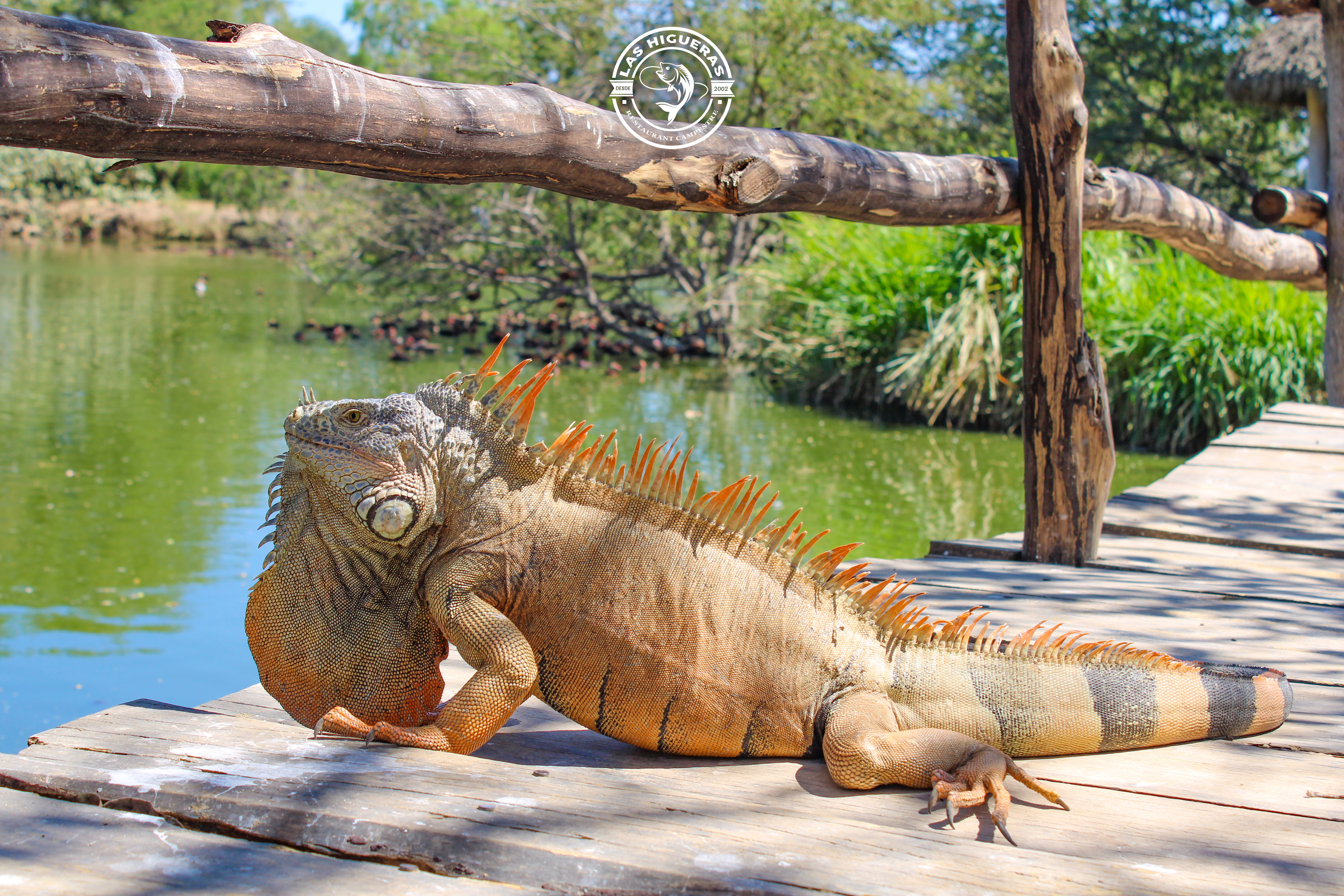Restaurant Campestre Las Higueras image 3