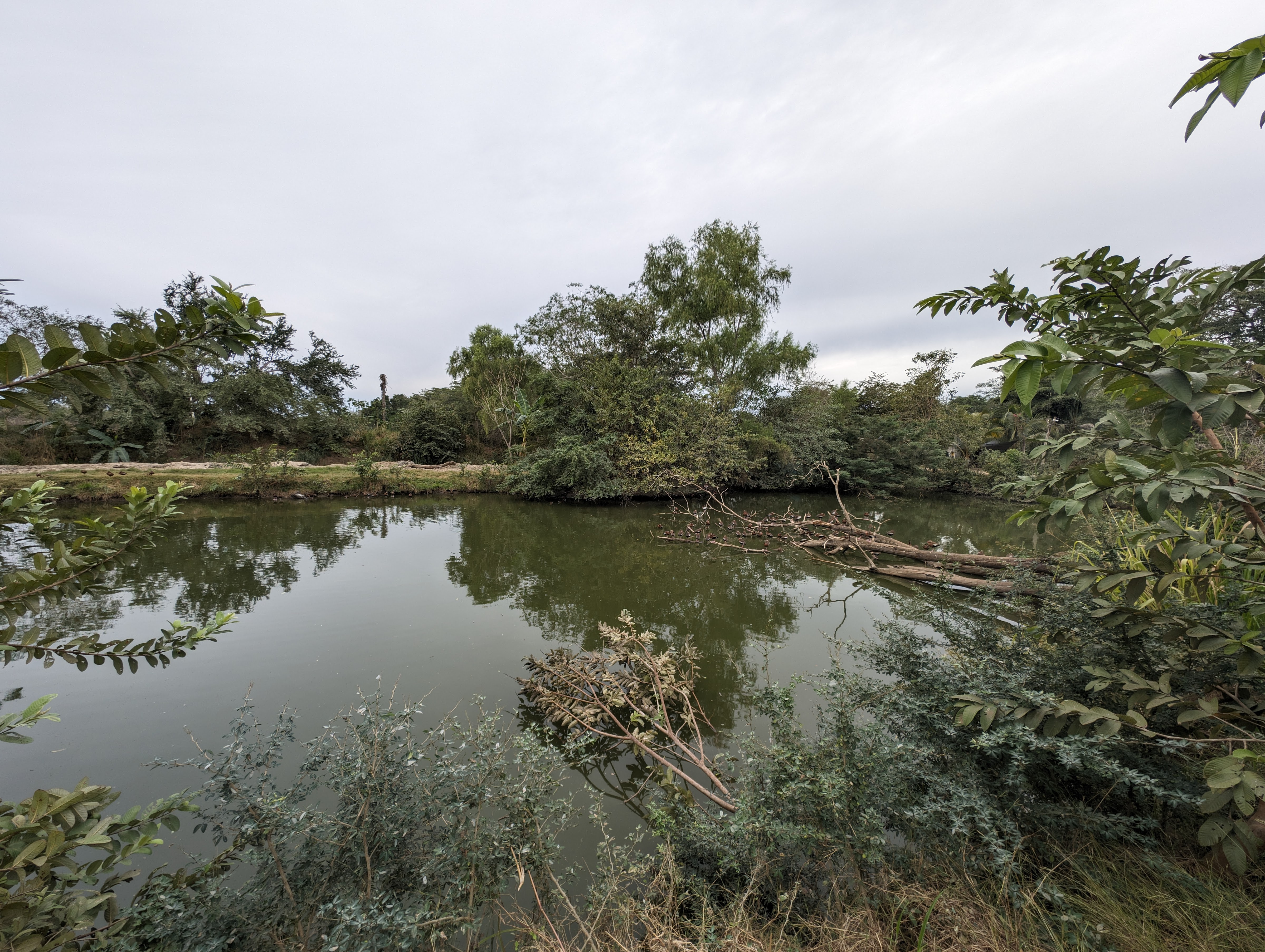 Restaurant Campestre Las Higueras image 5