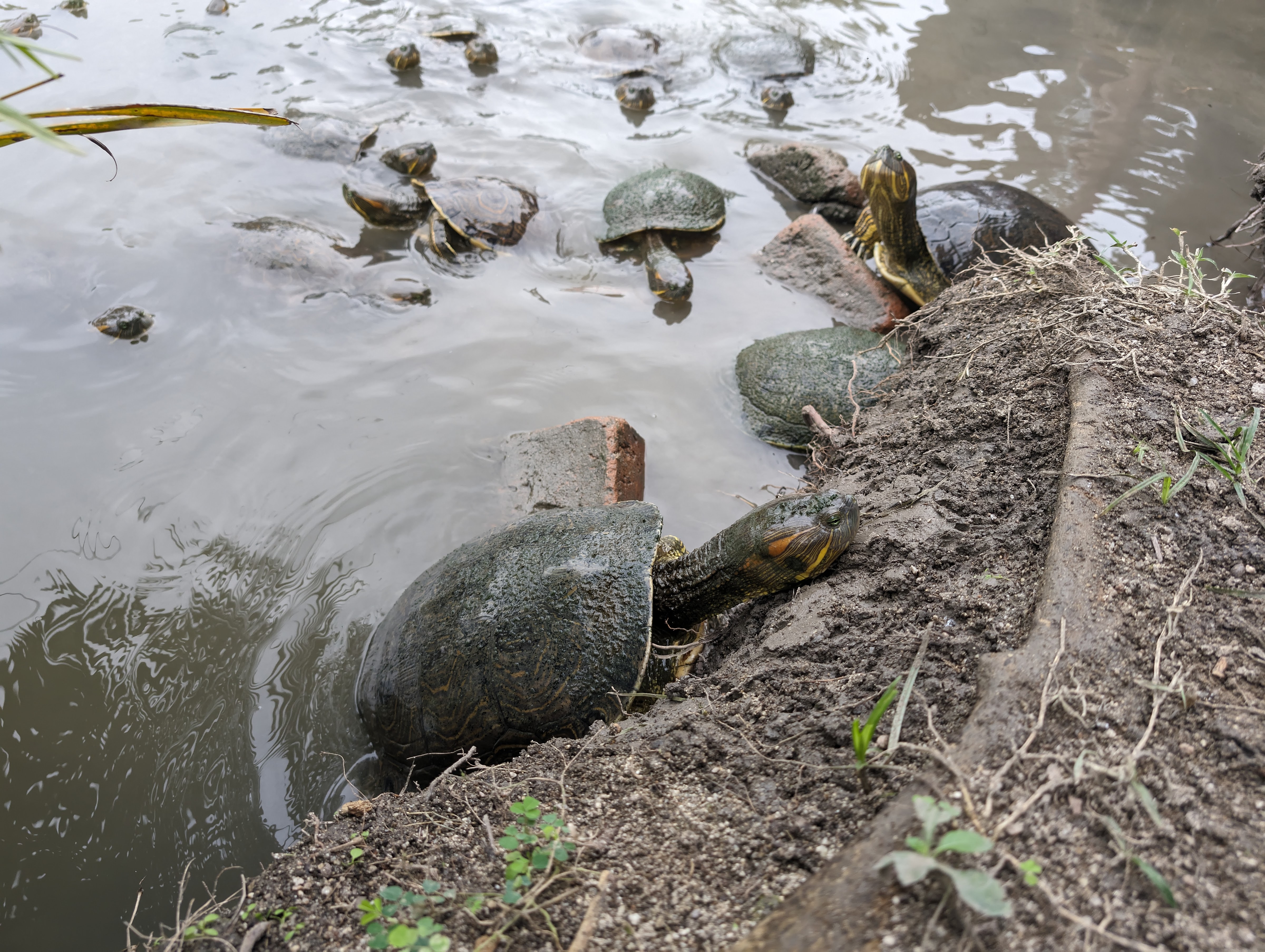 Restaurant Campestre Las Higueras image 9
