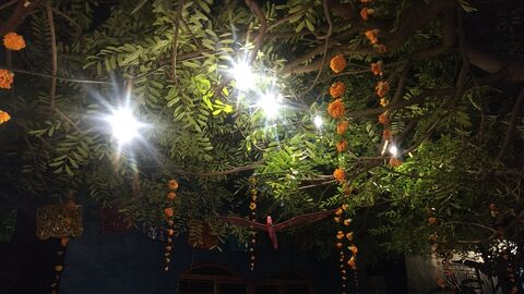 Jardín de los Sueños "Mystique" image 3