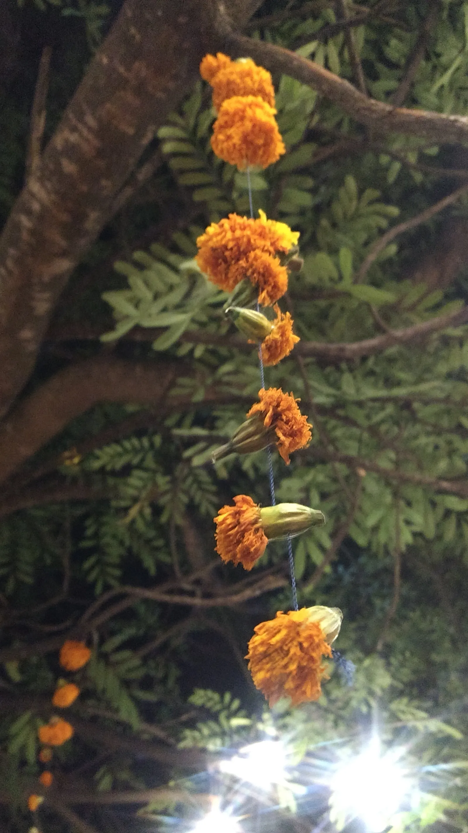 Jardín de los Sueños "Mystique" image 8