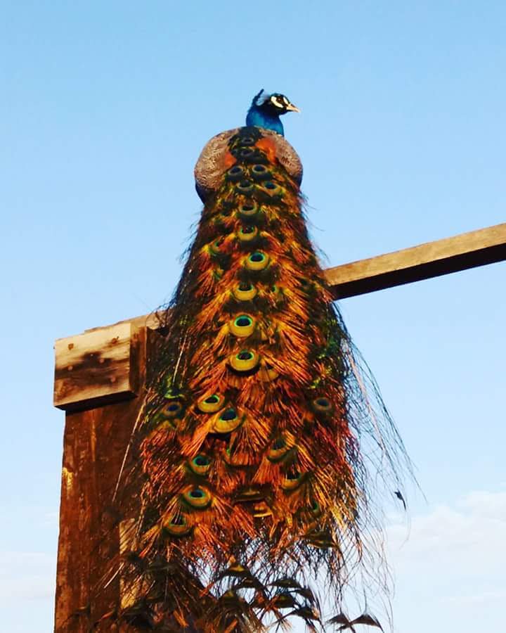 Birria Y Caveza De Res "EL RANCHO " image 4