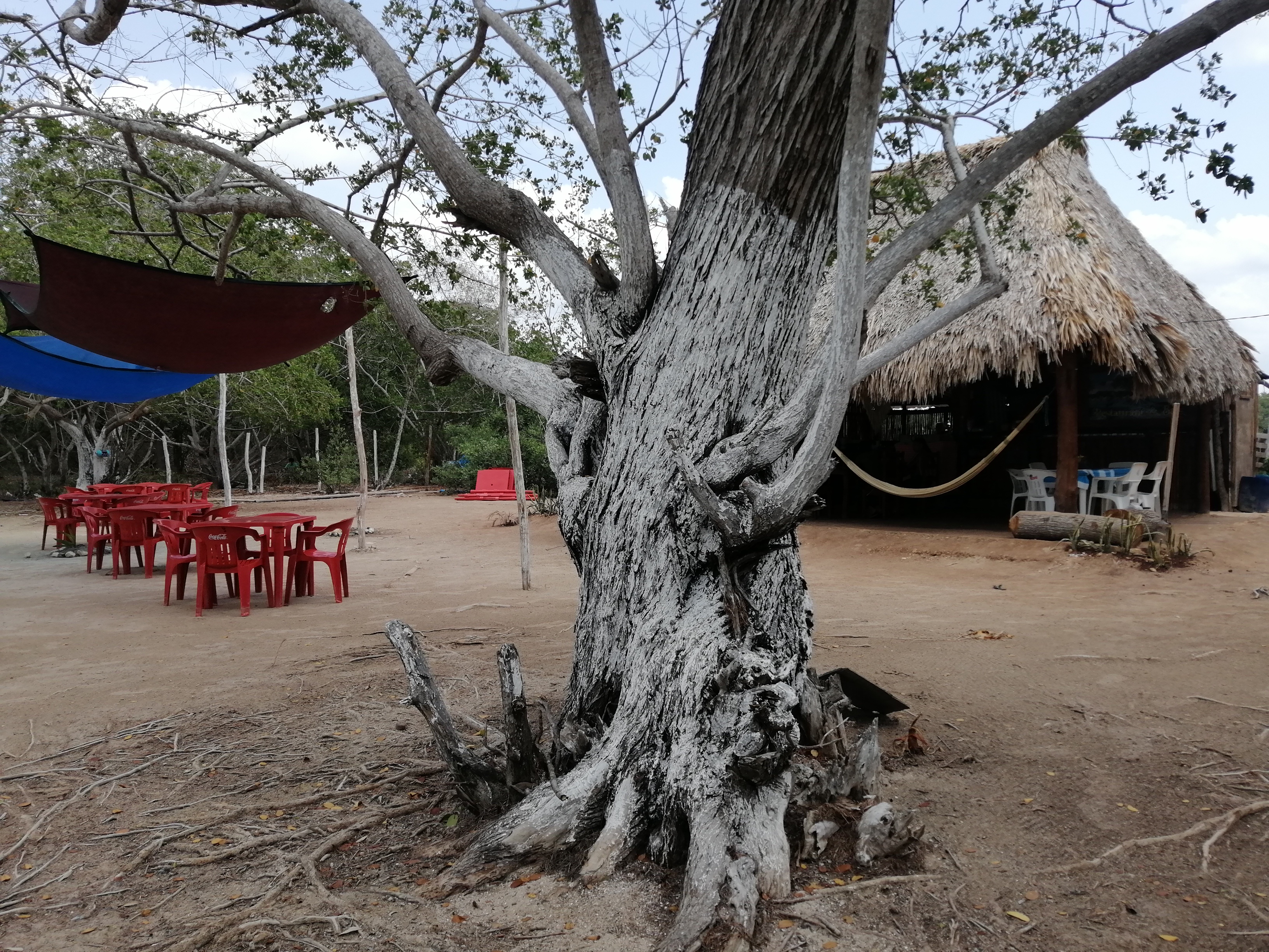 Restaurante Bar "Chocho", Río Escondido image 9