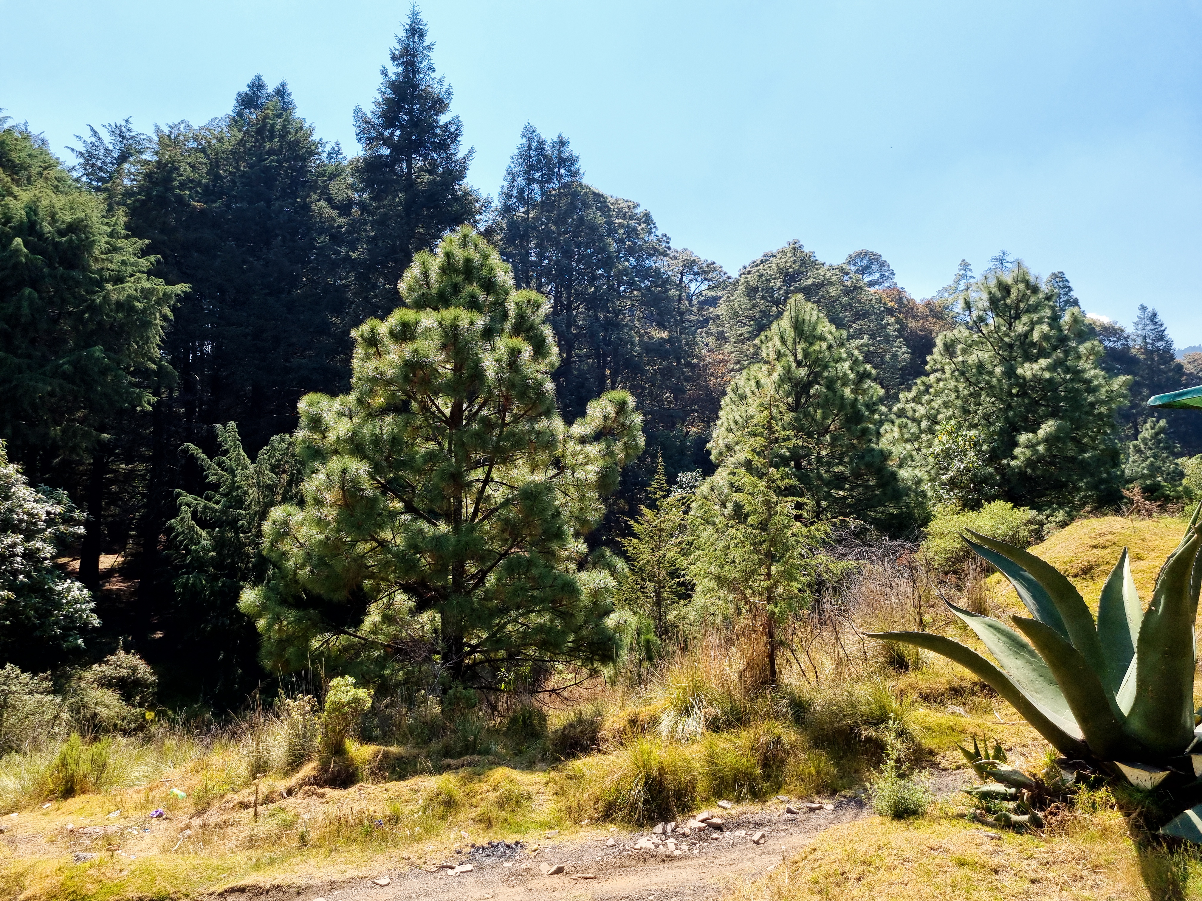 Truchas Los Tres Potrillos image 5