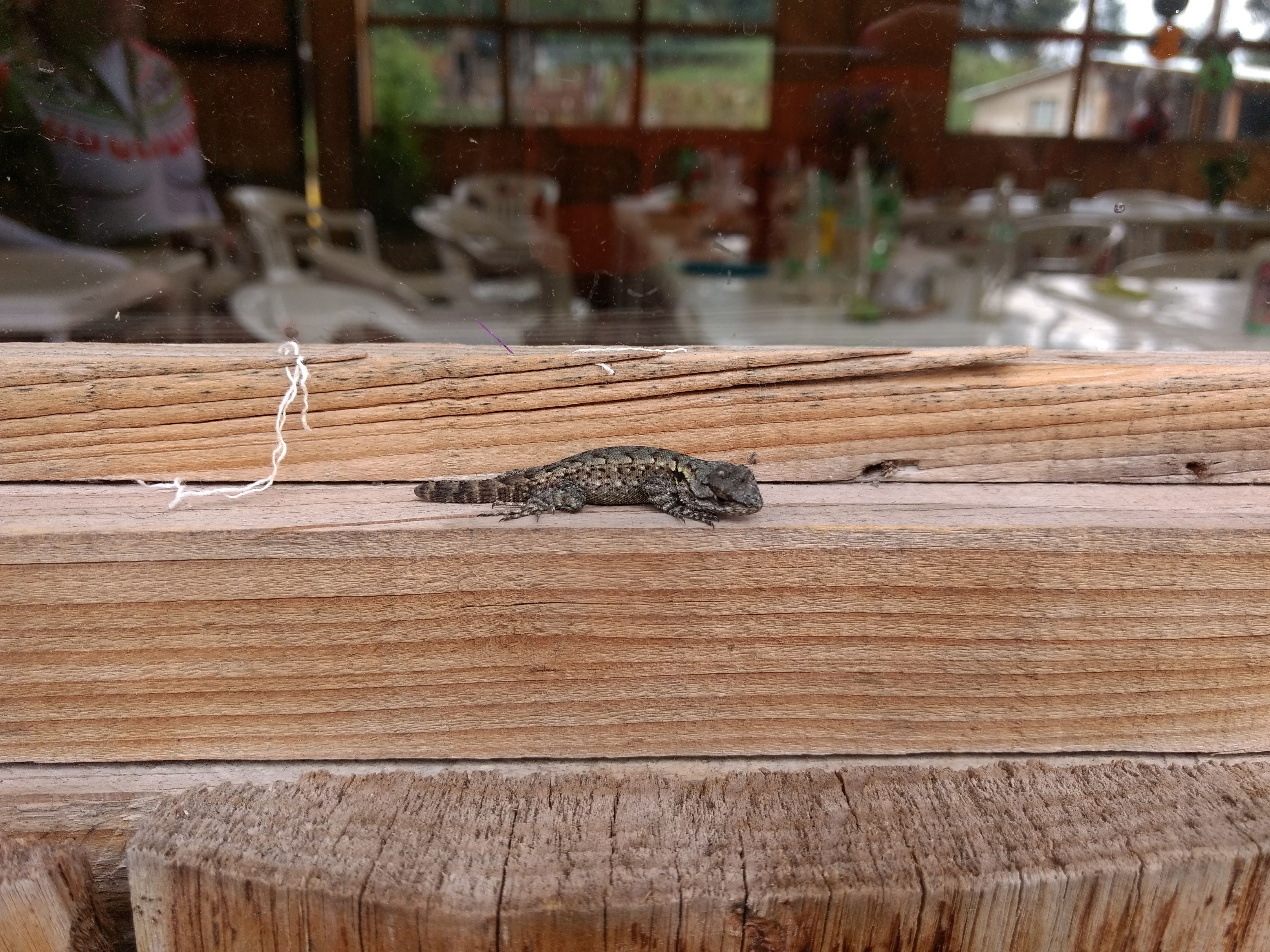 Cabaña La Mojonera image 8