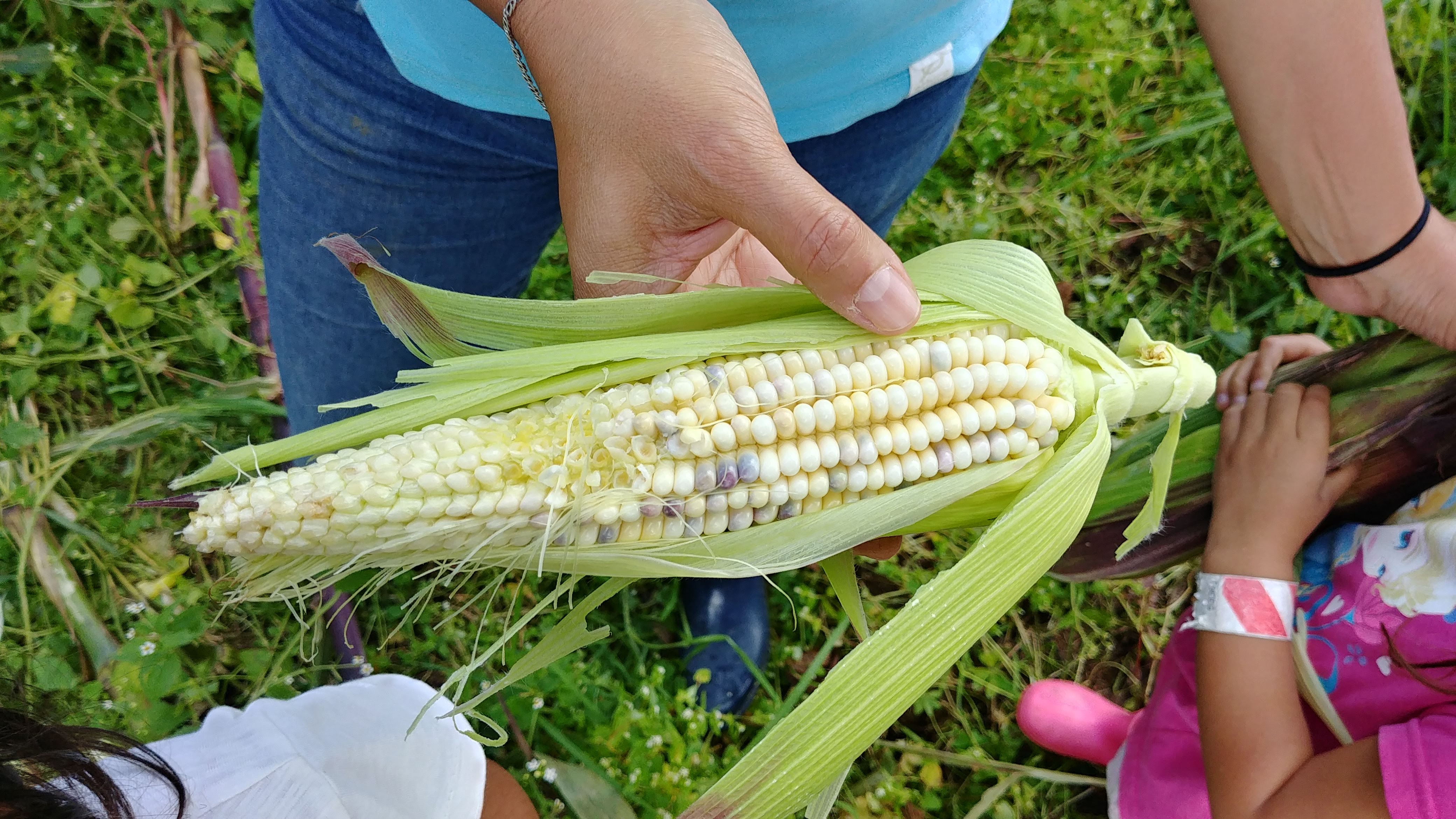 Muuu Mi Granjita image 2