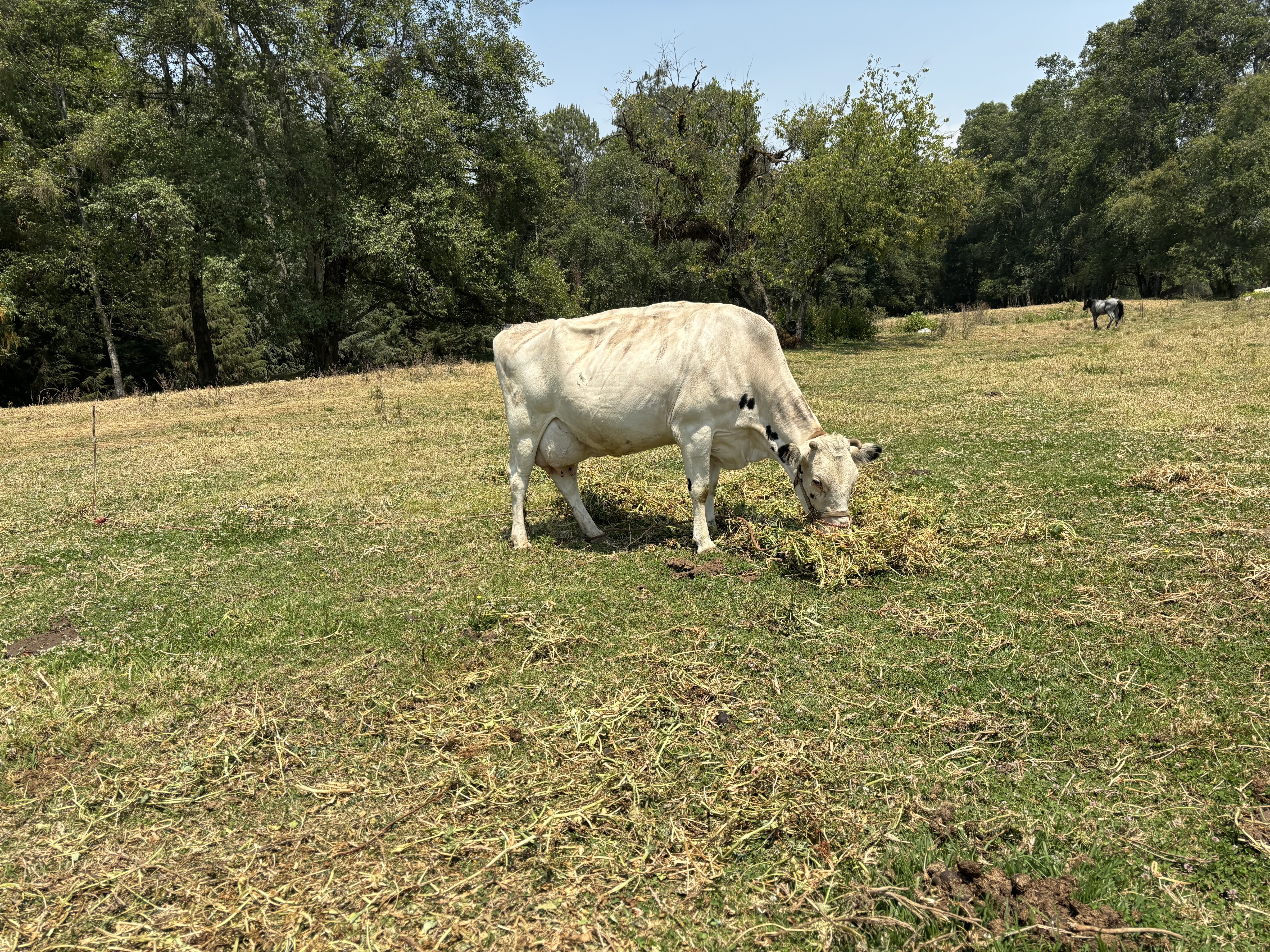 Muuu Mi Granjita image 3