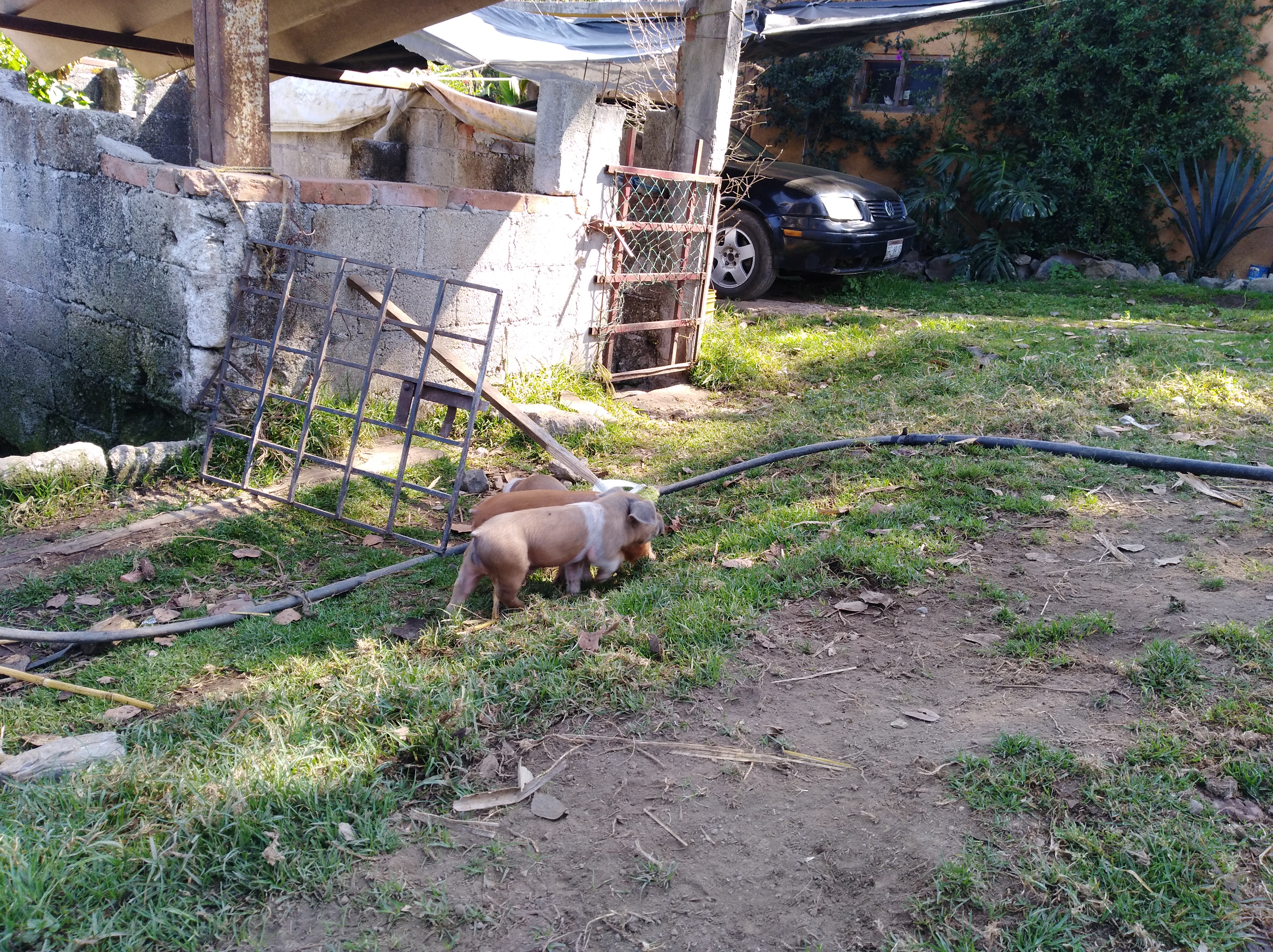 Muuu Mi Granjita image 5