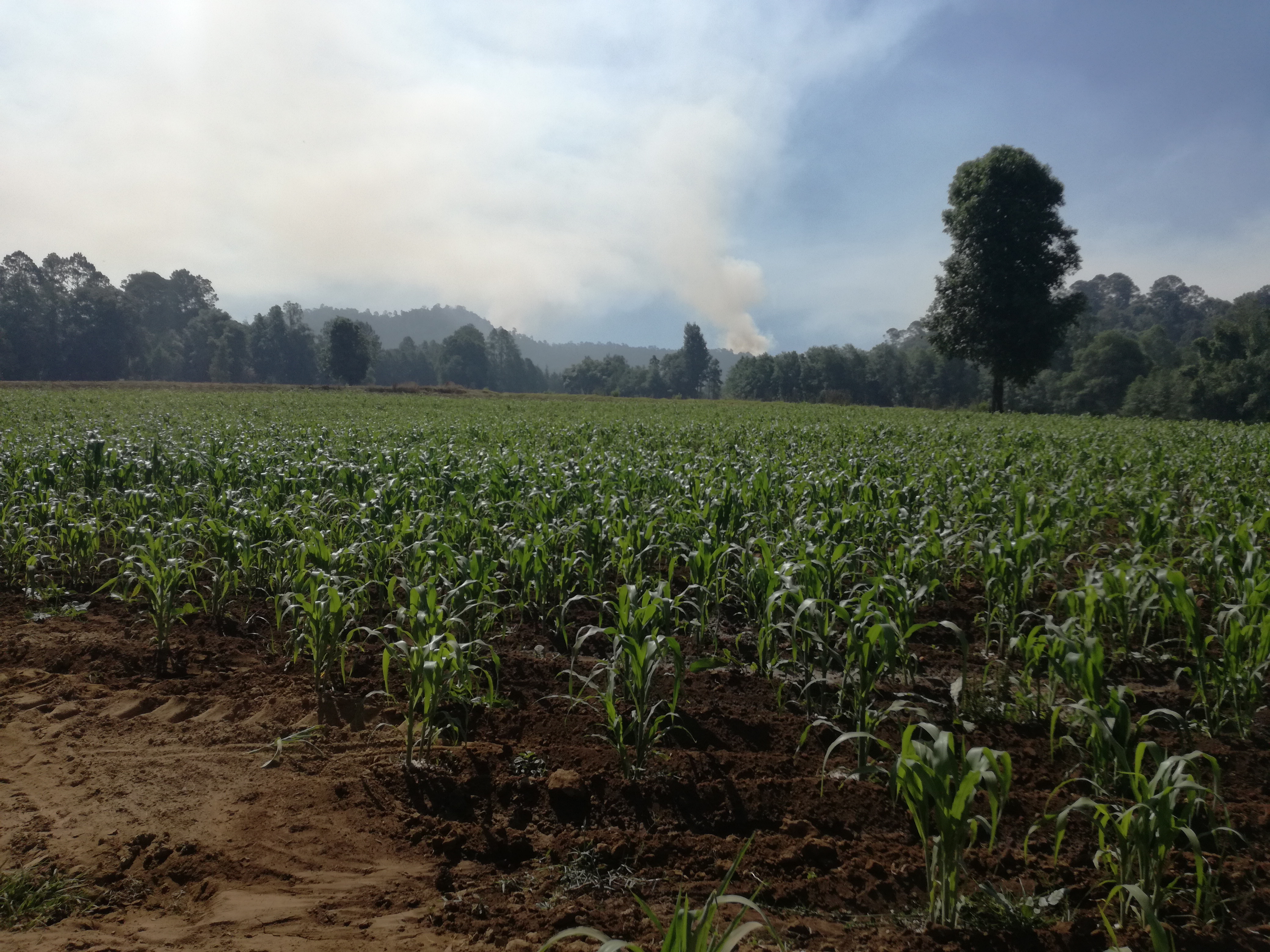 Muuu Mi Granjita image 6