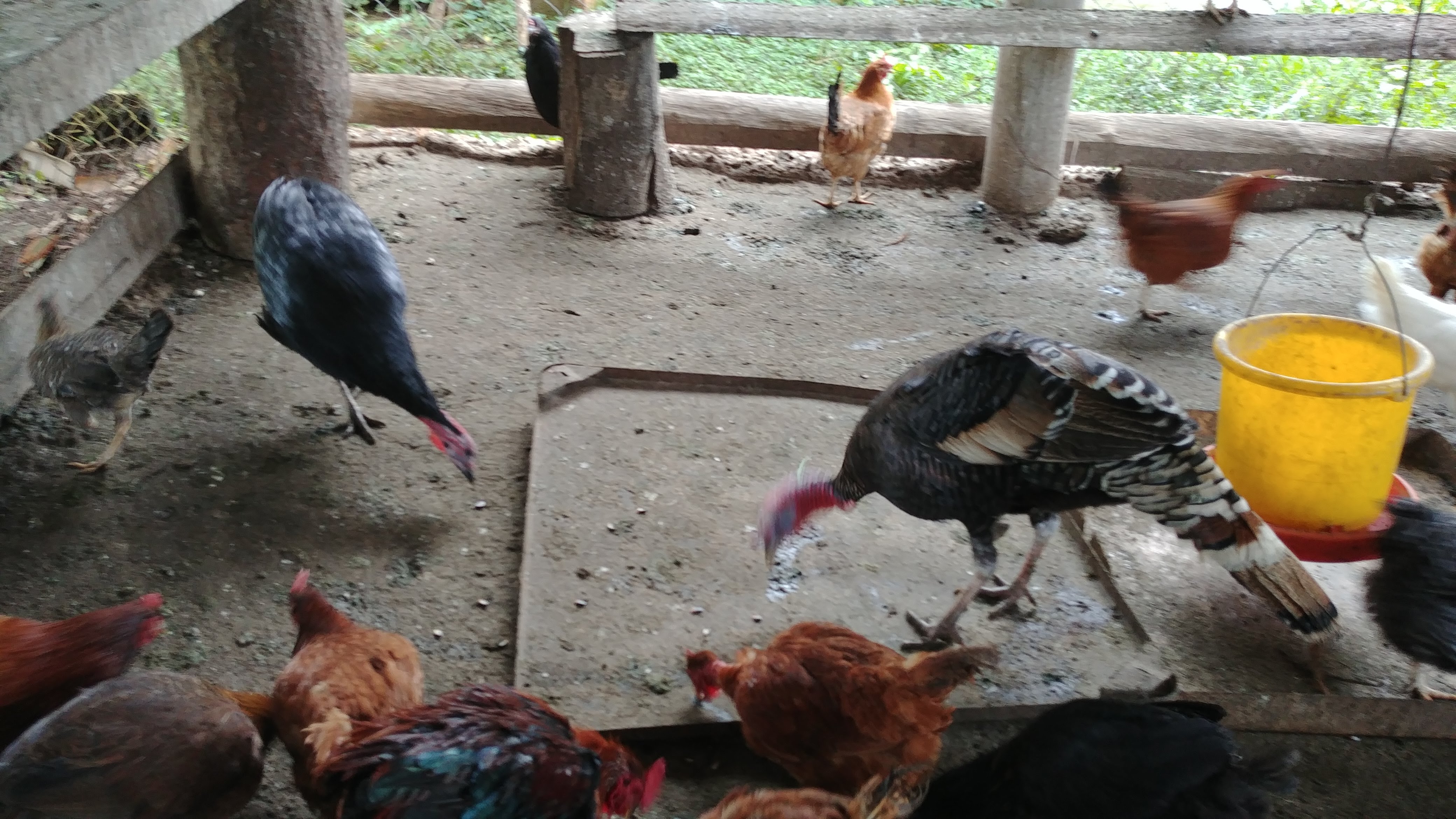 Muuu Mi Granjita image 9