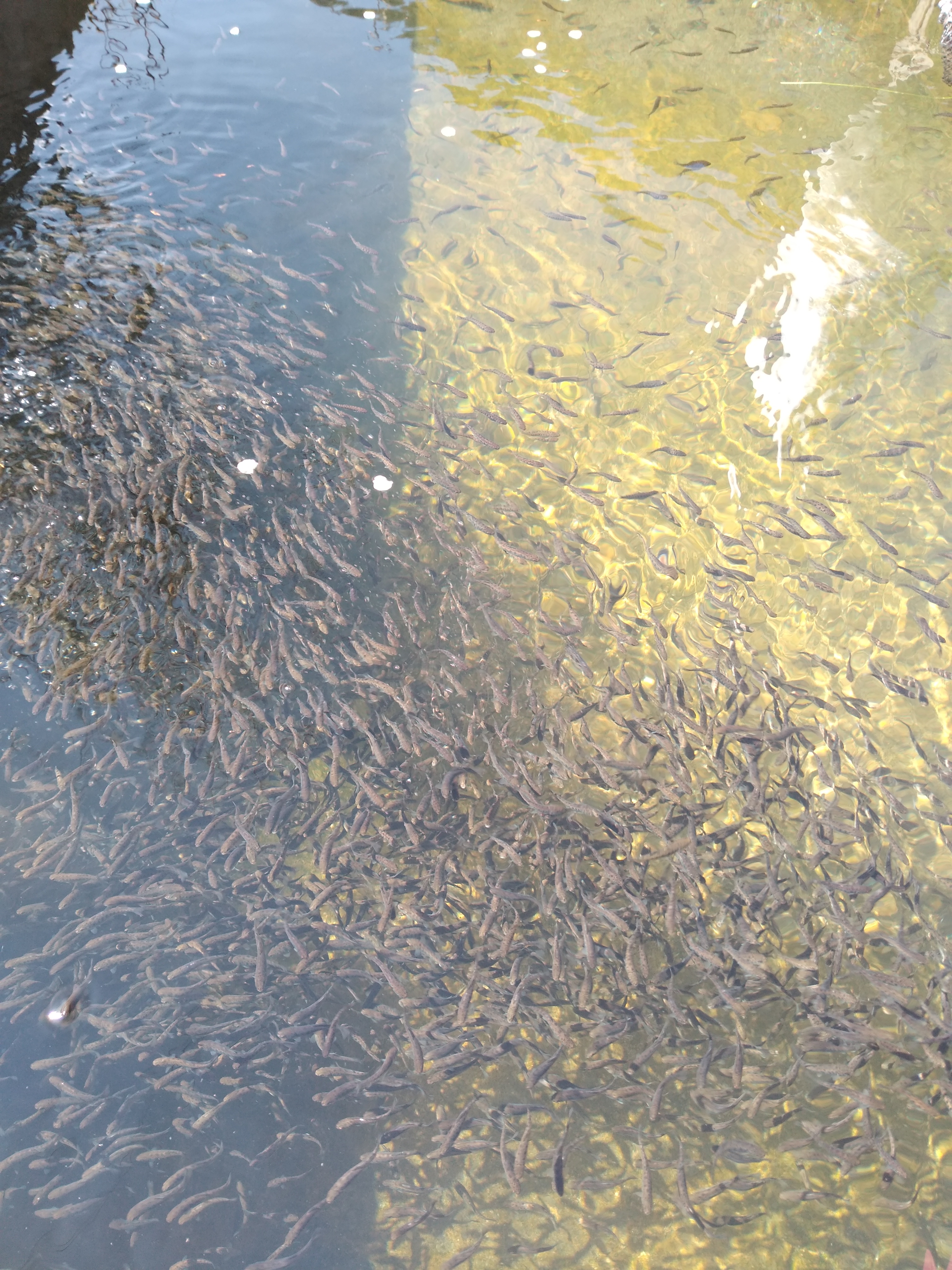 La Trucha Feliz Restaurante y Criadero image 9