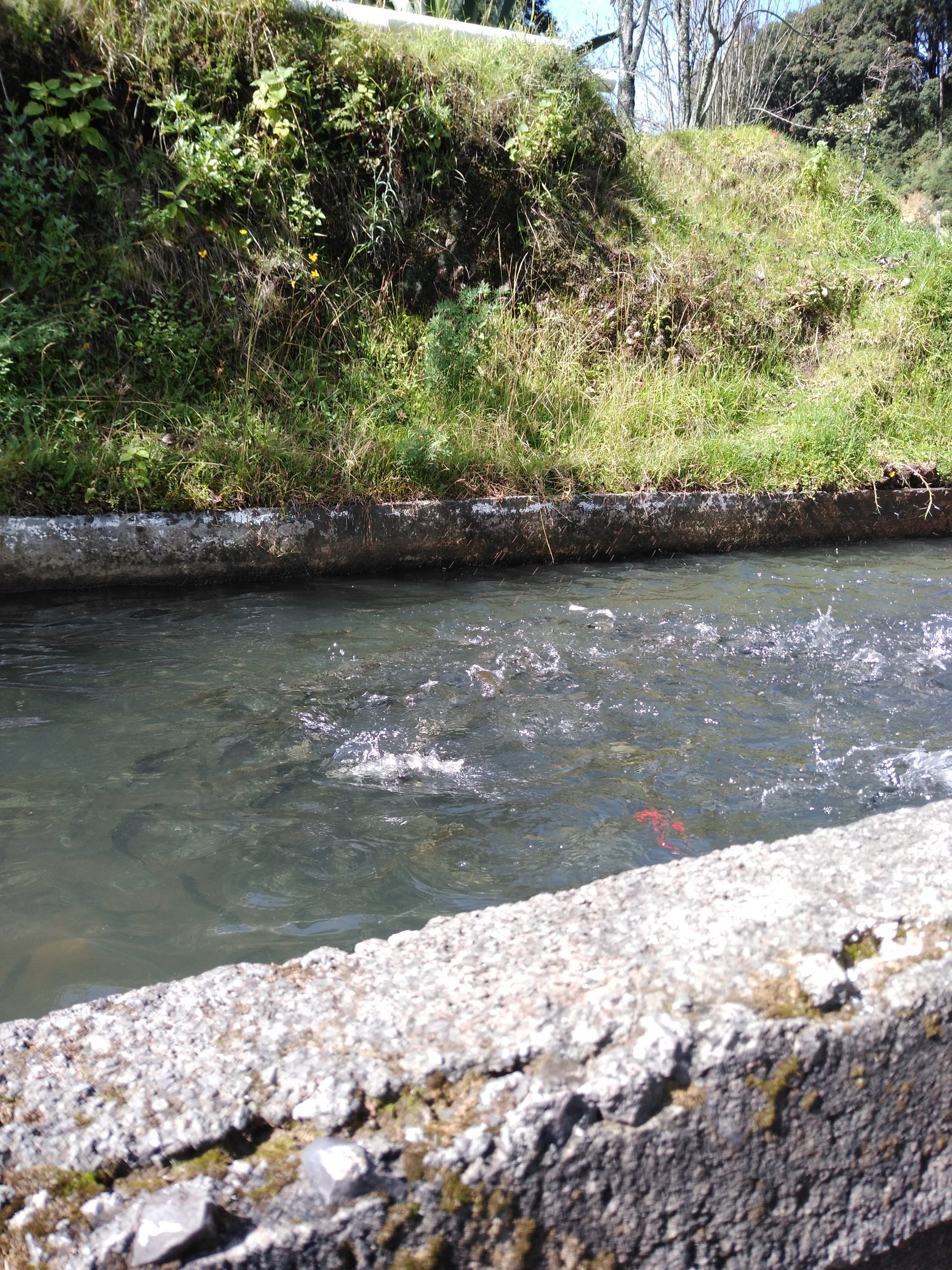 La Trucha Feliz Restaurante y Criadero image 10