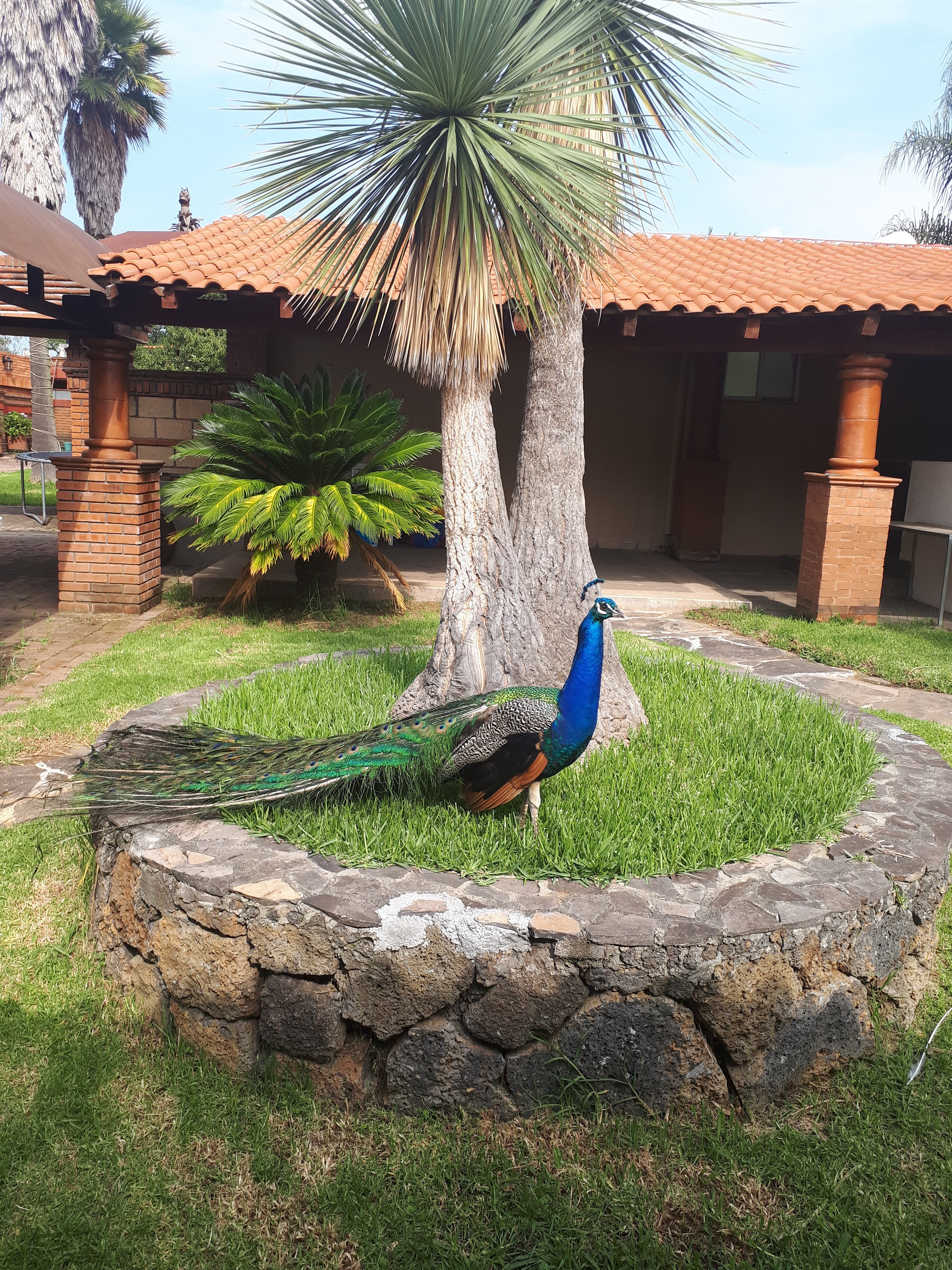 Real Santiago image 3