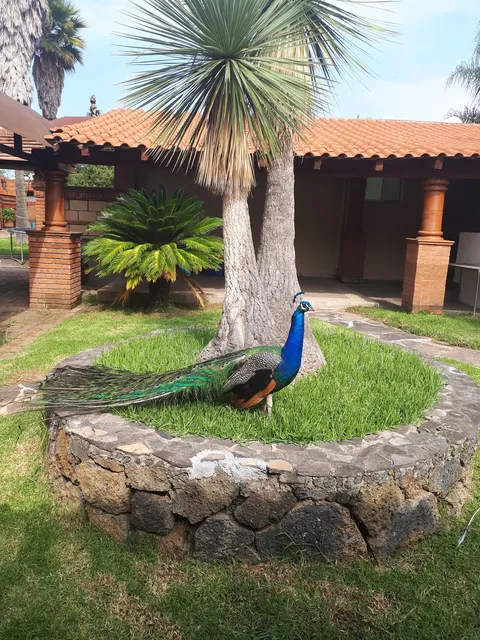 Real Santiago image 3