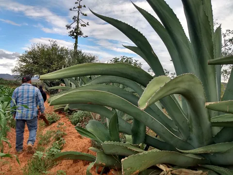 Los Matías image 3