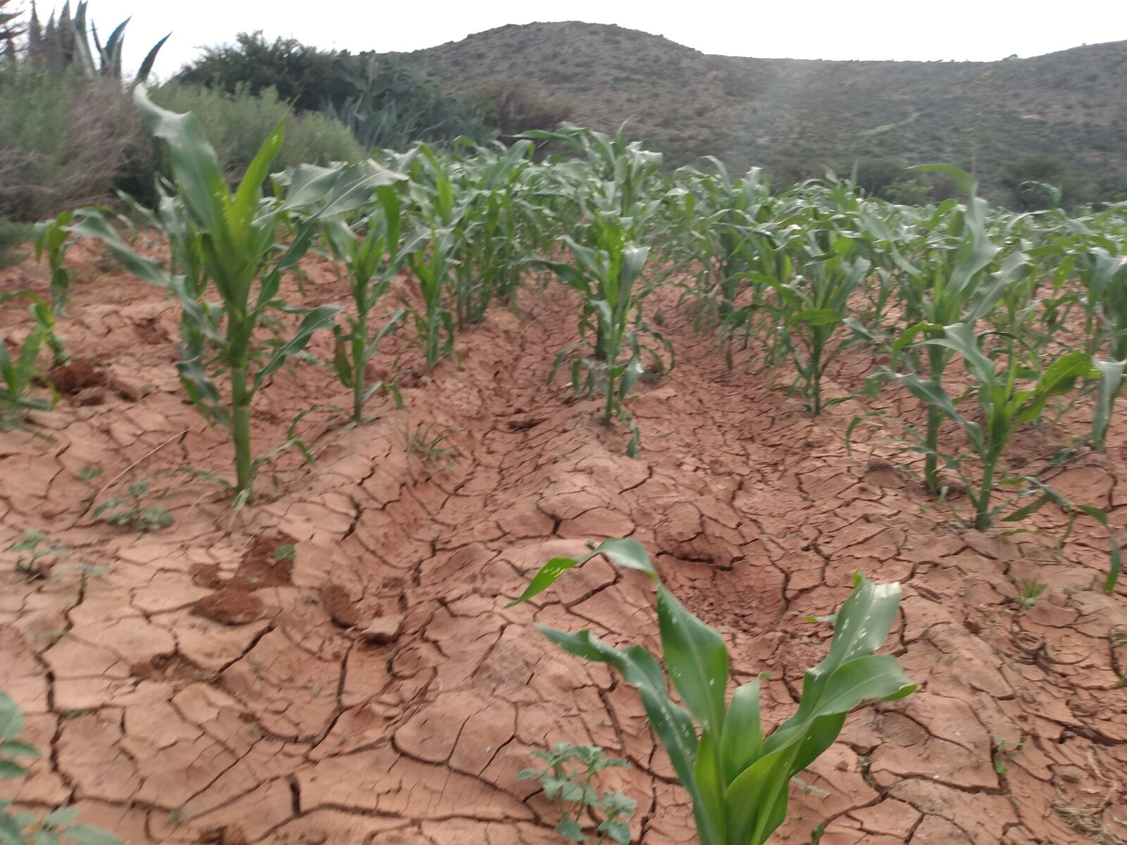 Los Matías image 7