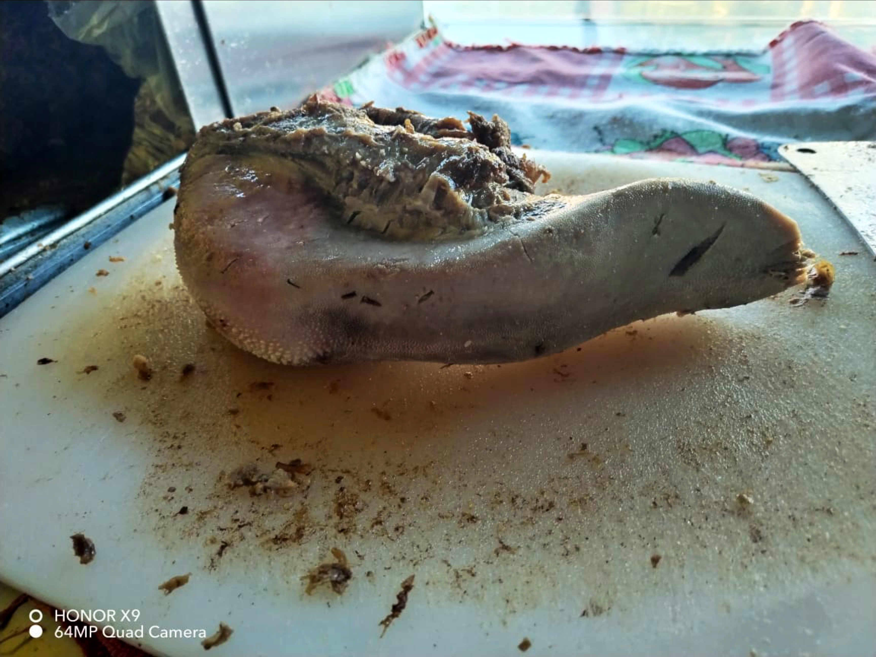 TACOS PINTO JR image 6