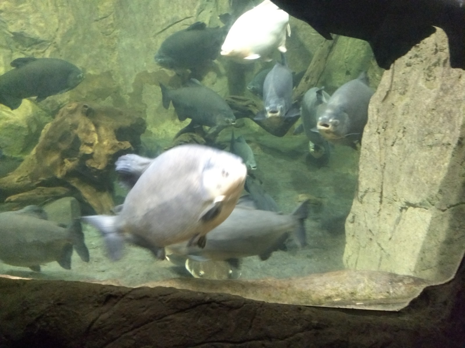 Pizzas Nueva Edicion image 2