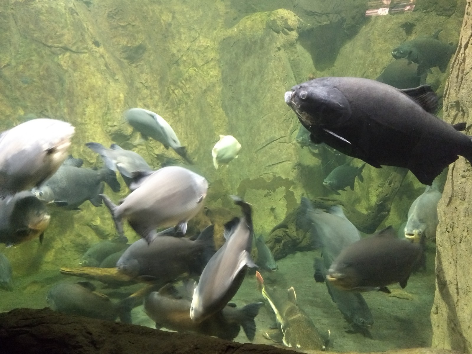 Pizzas Nueva Edicion image 7