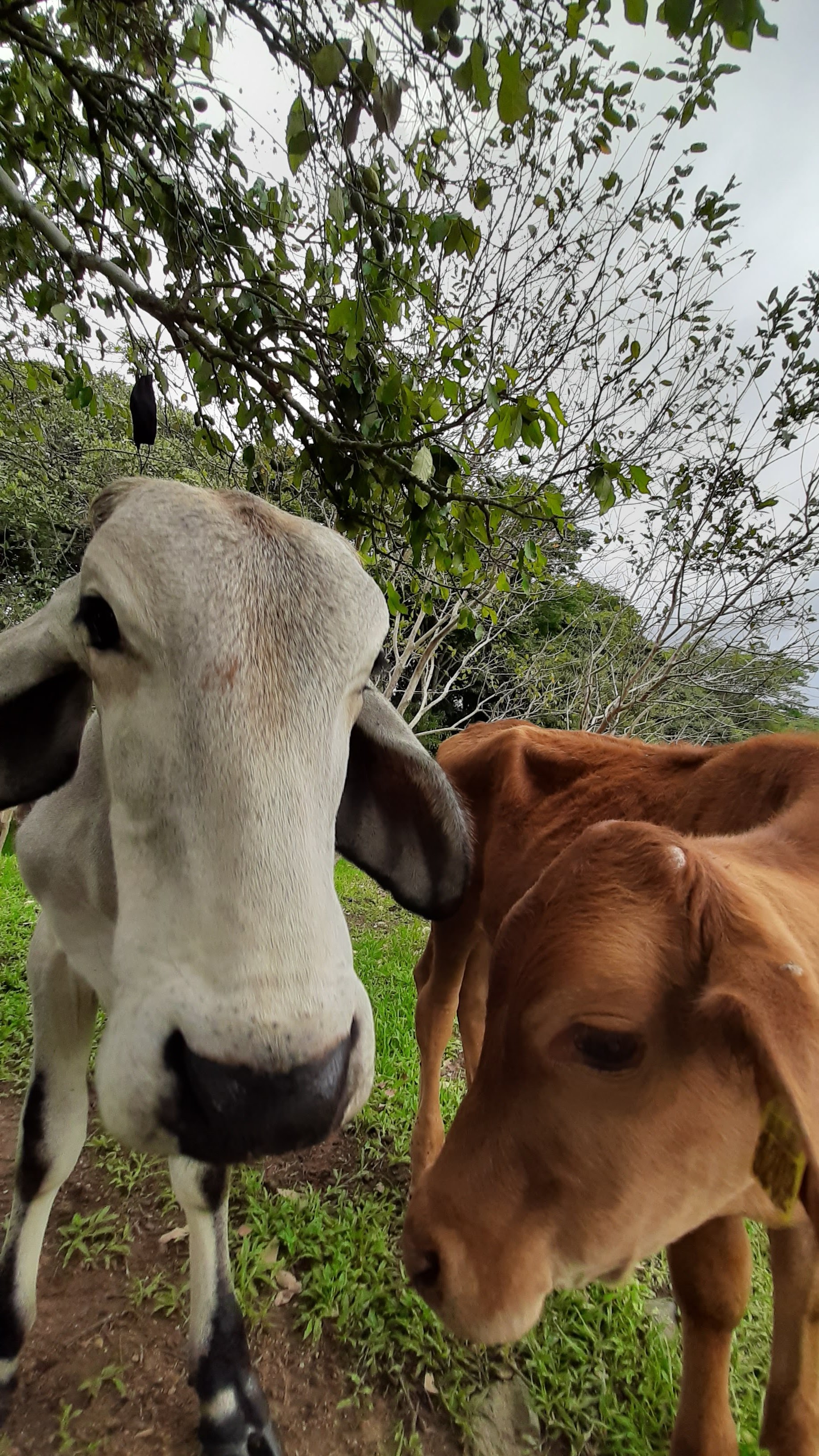 El Mirador Mendoza image 2