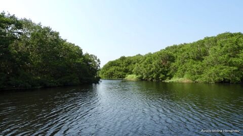 Coto Cabana image 3
