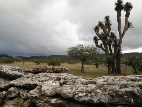 El Corral del Abuelo, Armadillo d los Infante.slp image 3
