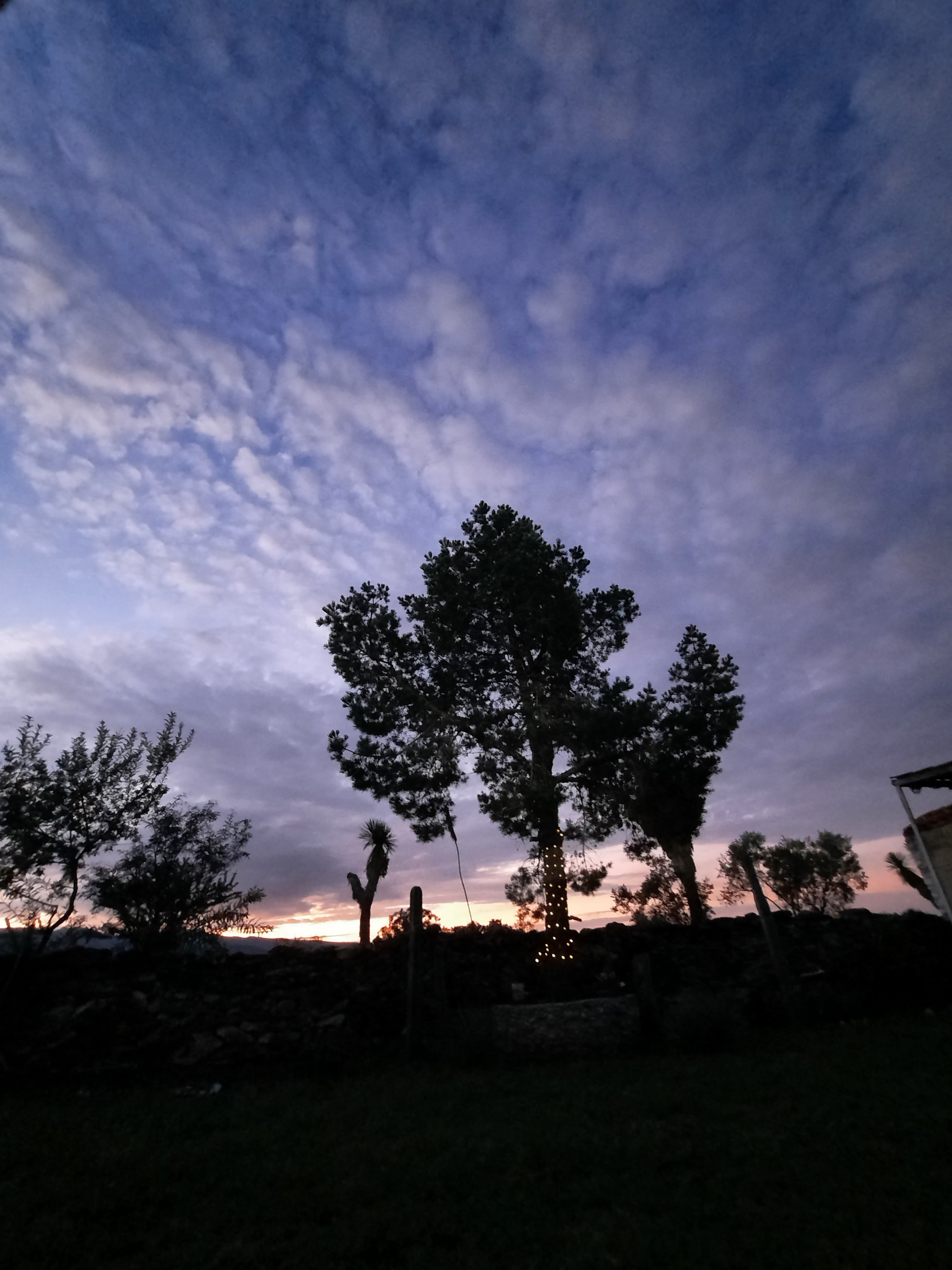 El Corral del Abuelo, Armadillo d los Infante.slp image 10
