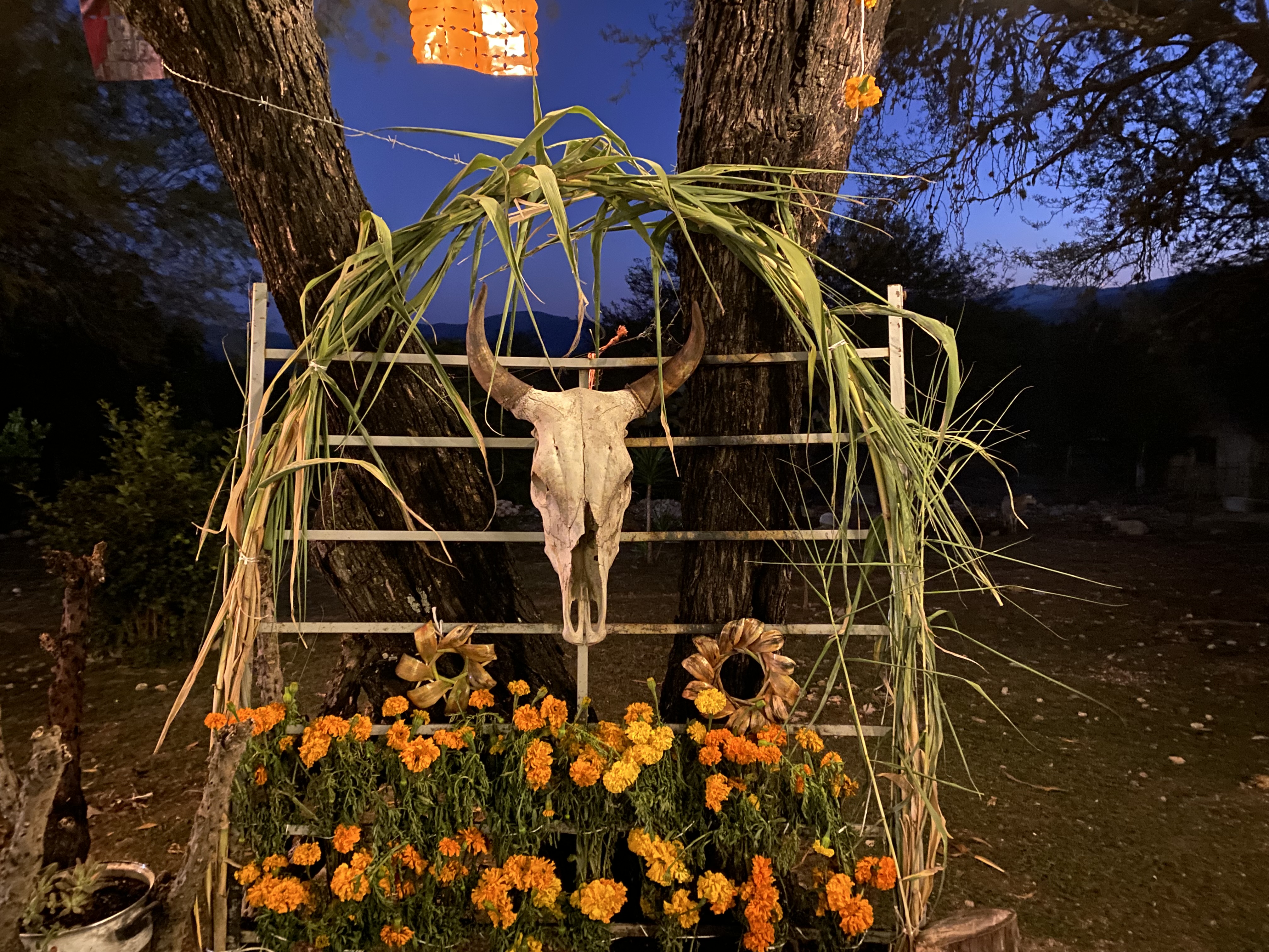 Los Mezquites image 9