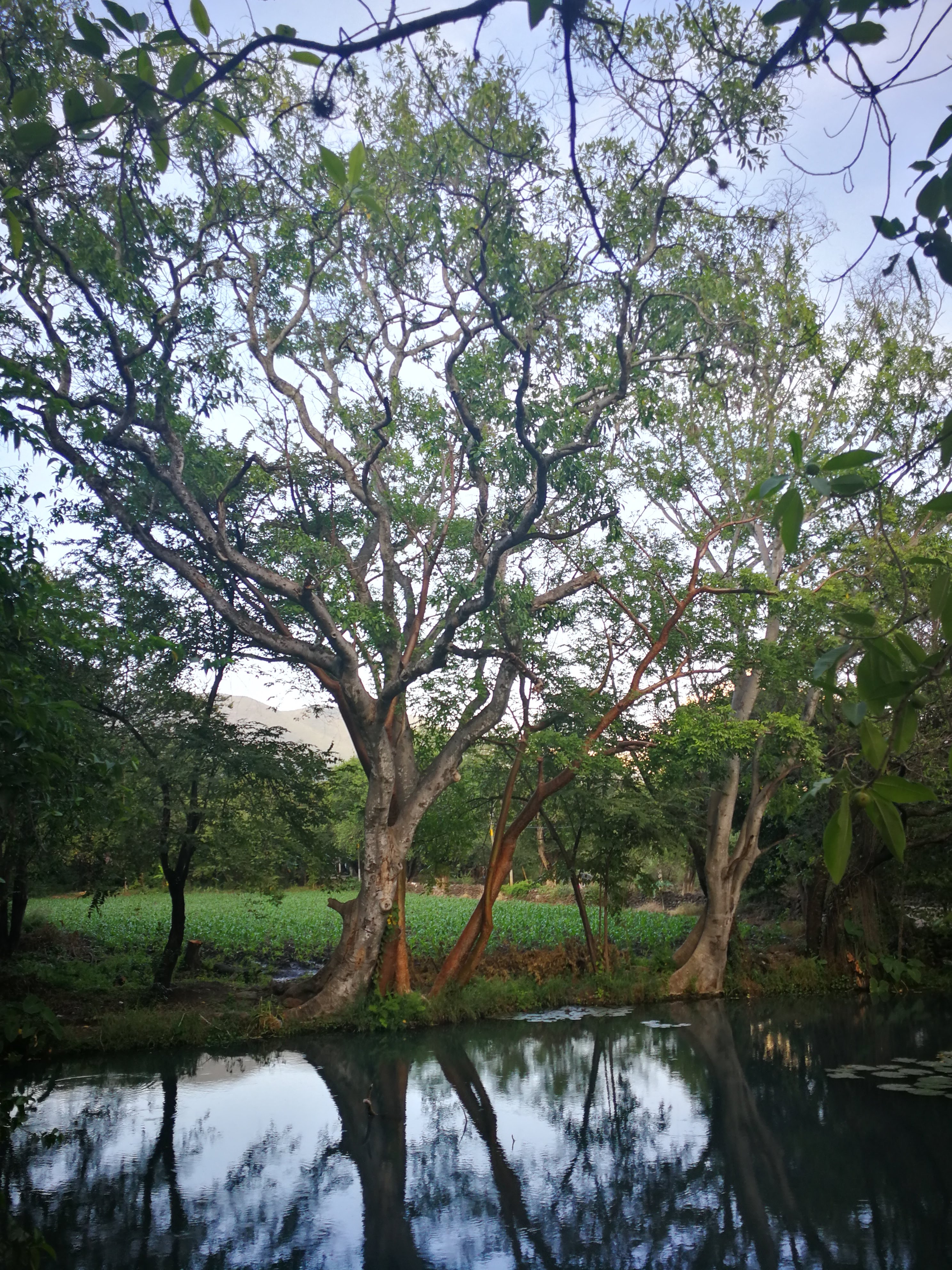 Restaurant LOS ARCOS image 4