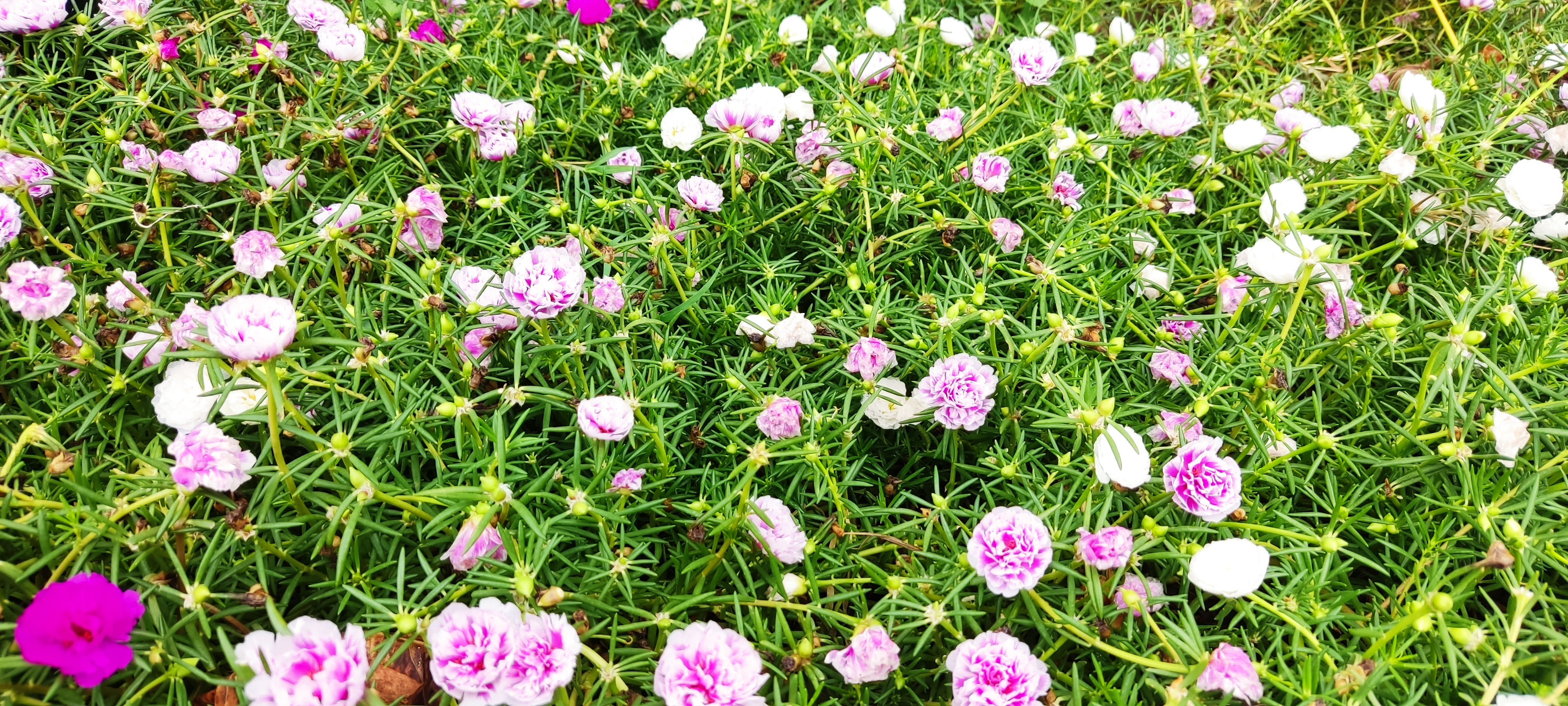 LOS KEASS 2.0 image 9