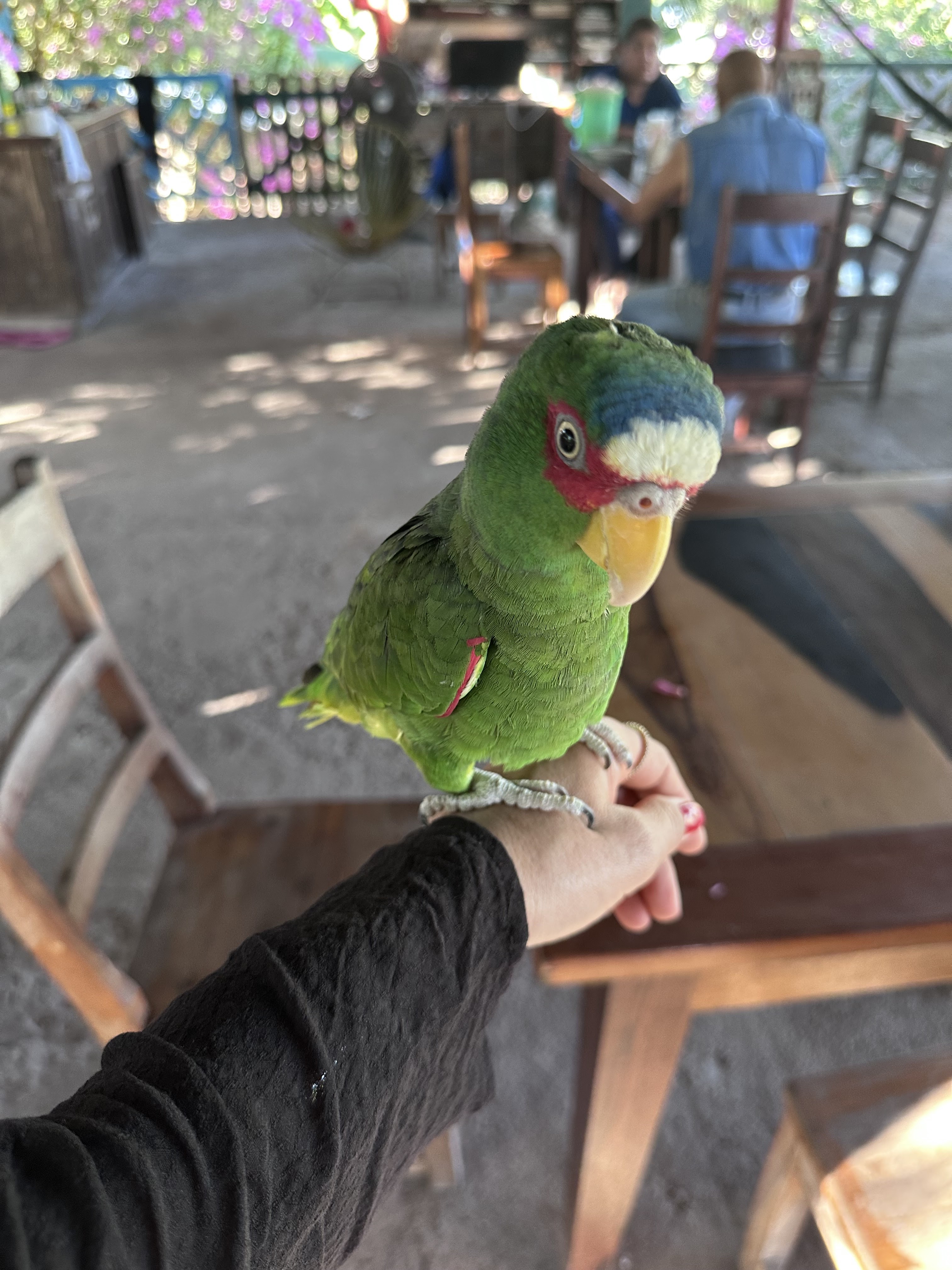 Restaurante Pollos a la leña - camping with free shower image 4
