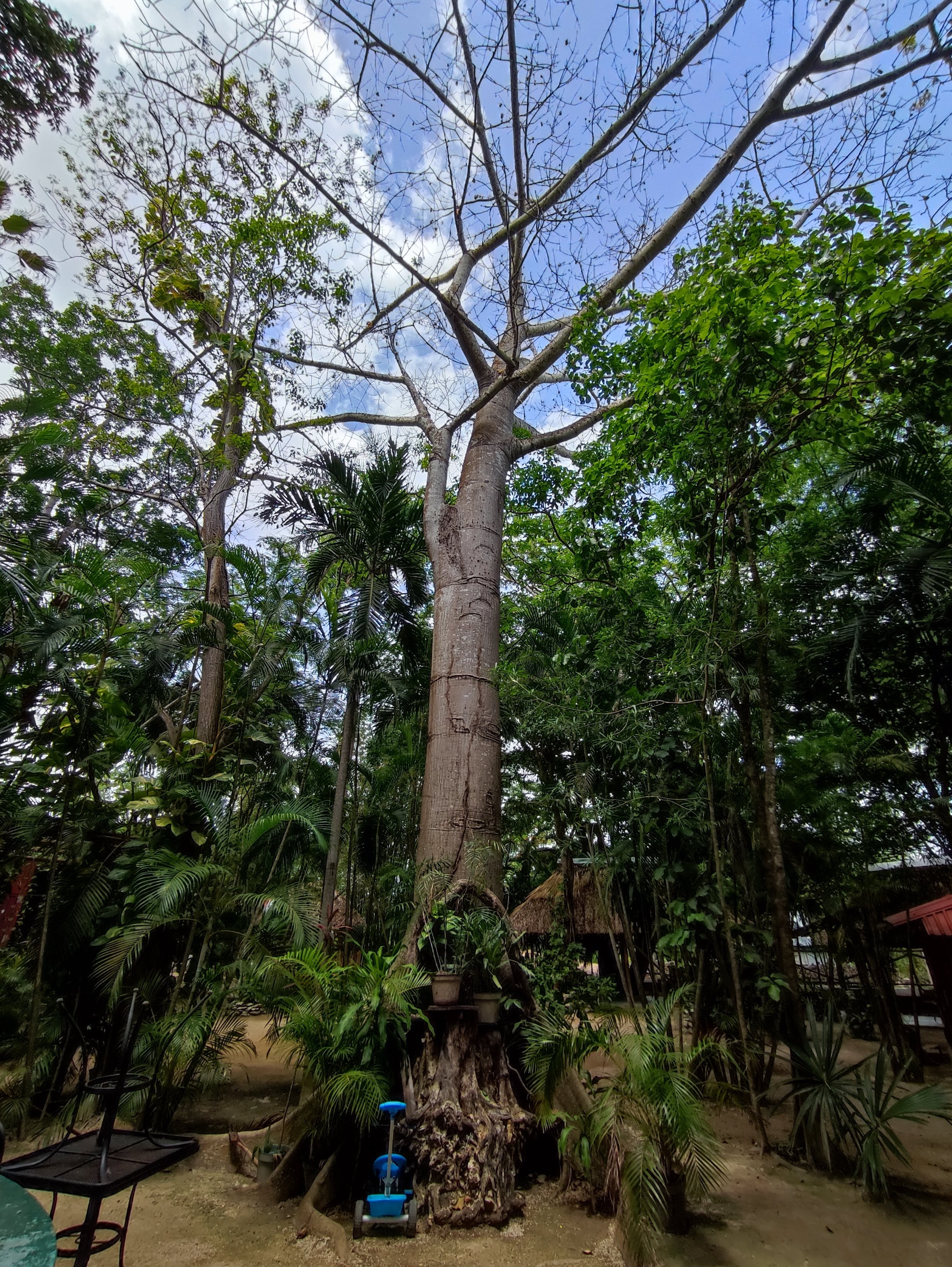 Tacos&Grill Los Bambus image 6