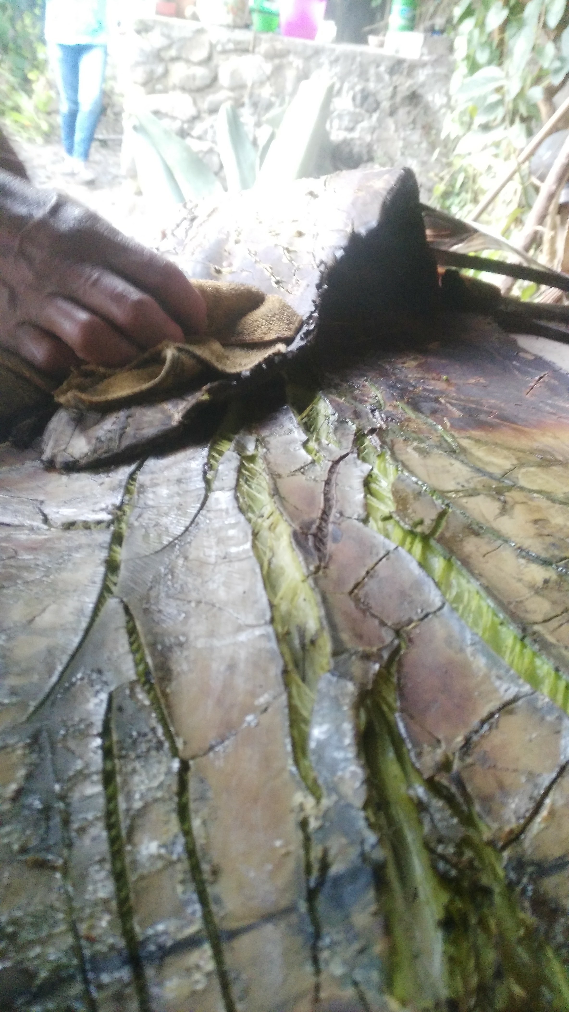 Barbacoa de don Fernando image 5