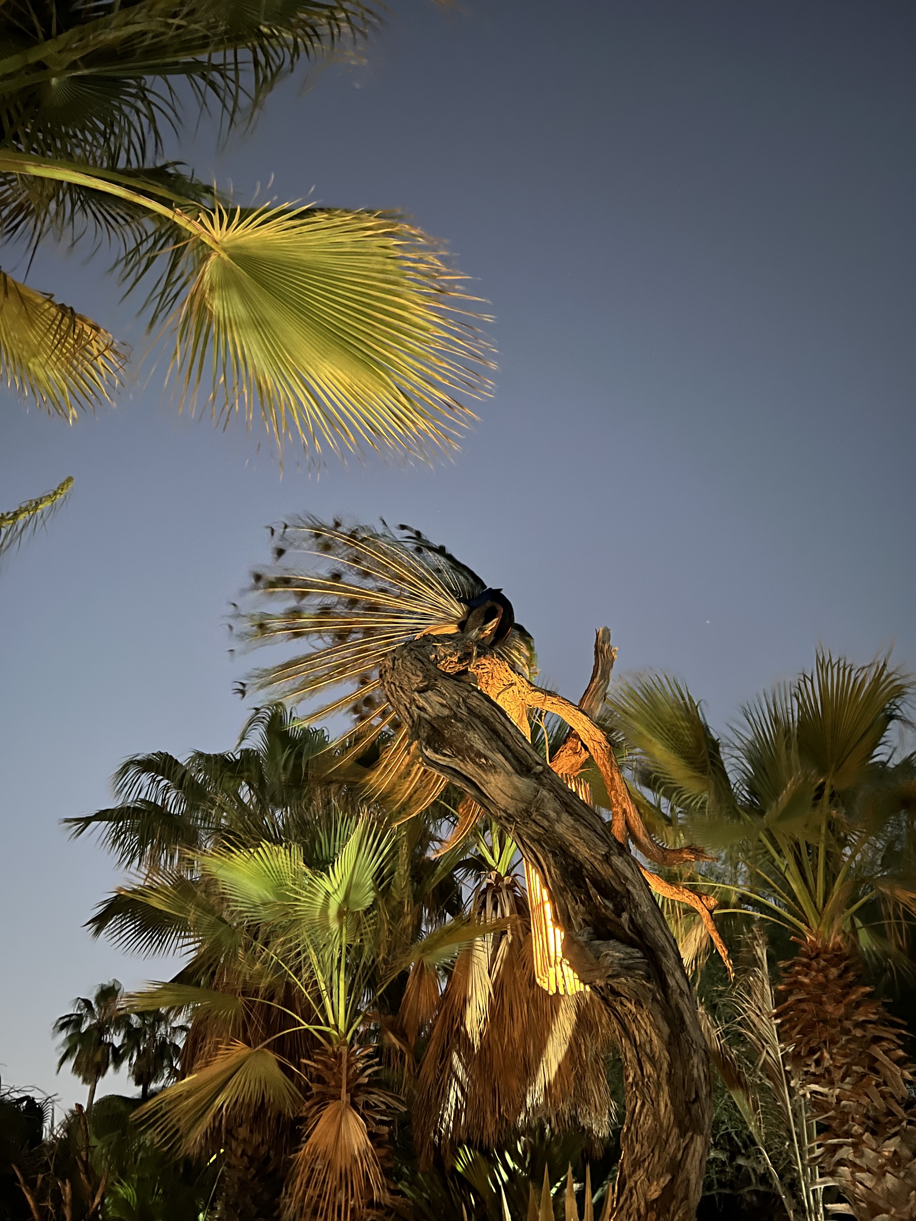 Acre Restaurant image 9